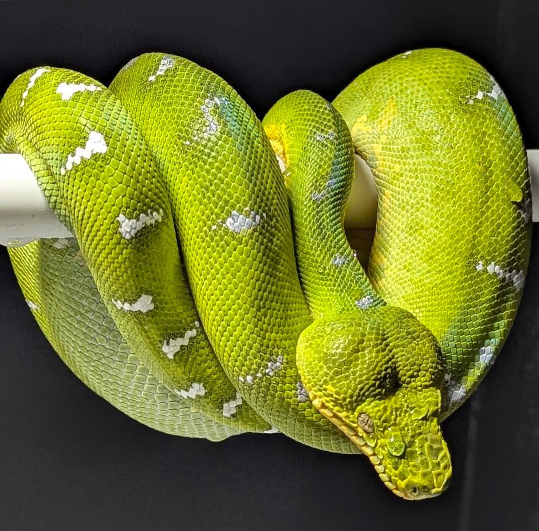 Northern Emerald Tree Boa - Isis (Owner: Handy Exotics)