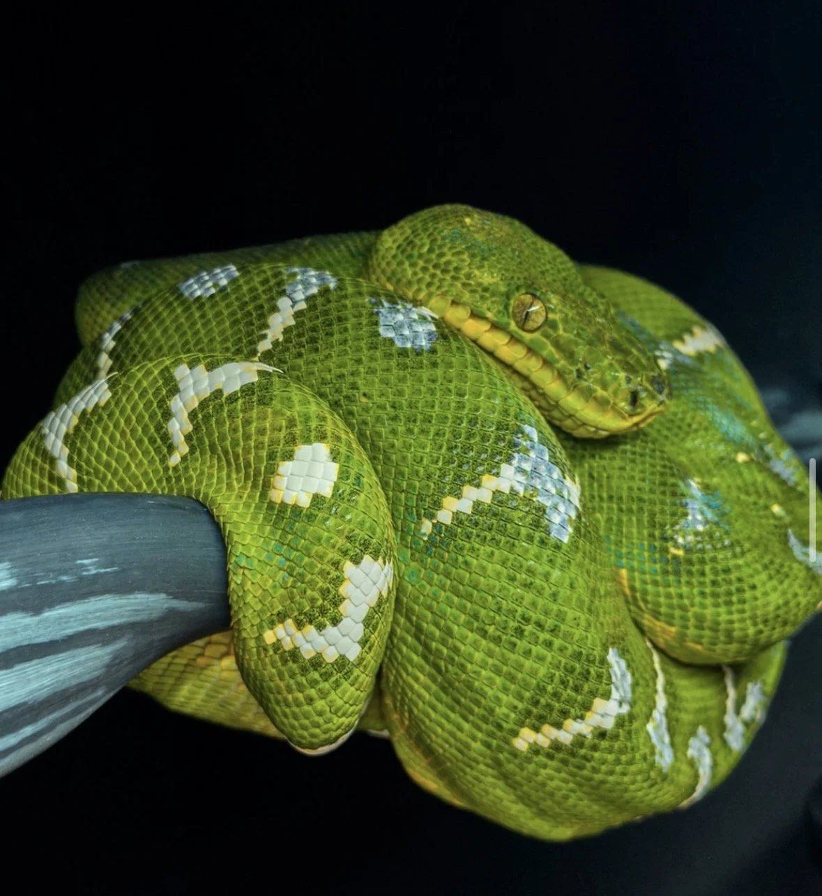 Northern Emerald Tree Boa - (Owner: Still Trippin Ballz)
