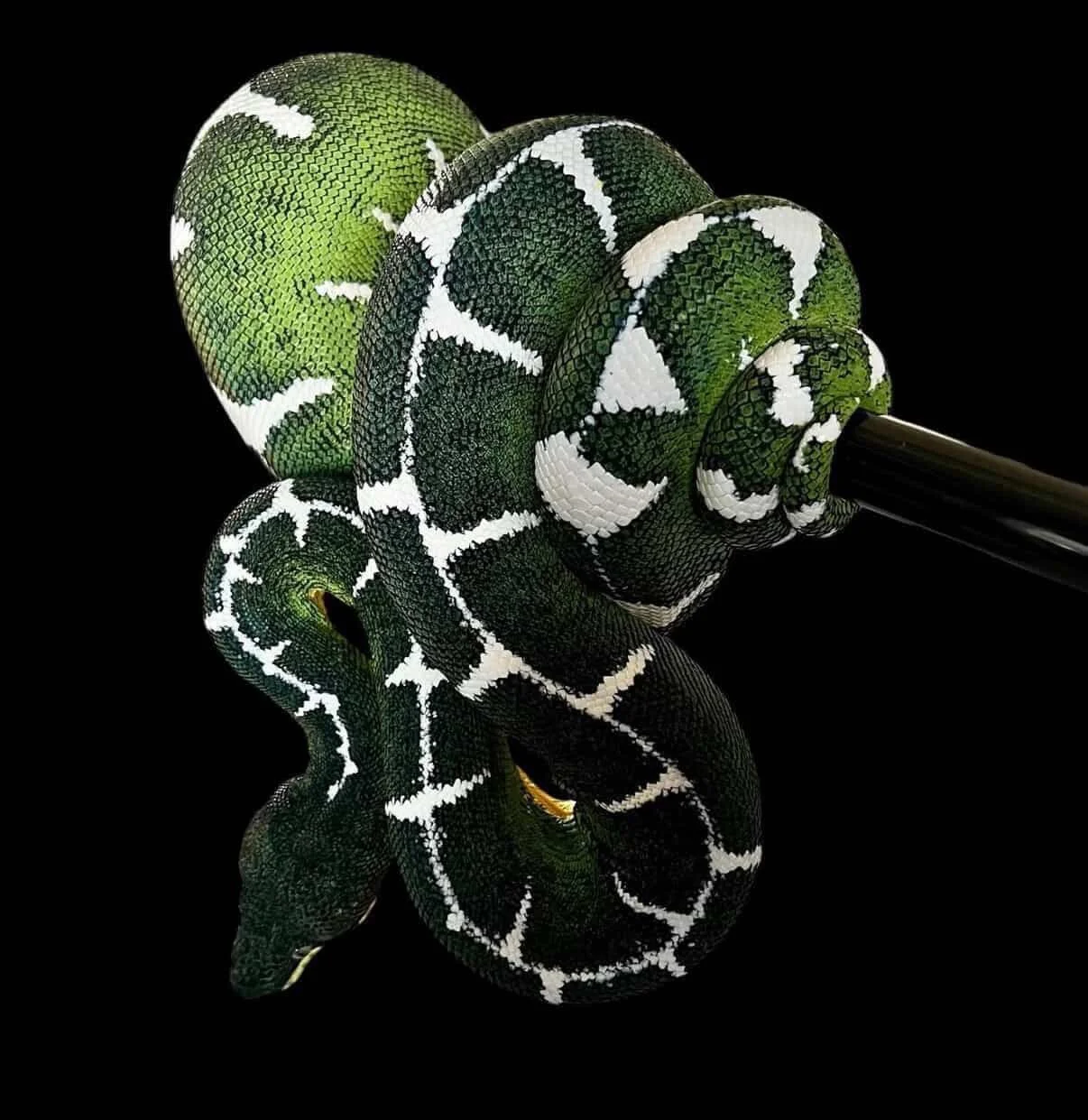 Diamond Amazon Basin Emerald Tree Boa - Owner: Emeralds213