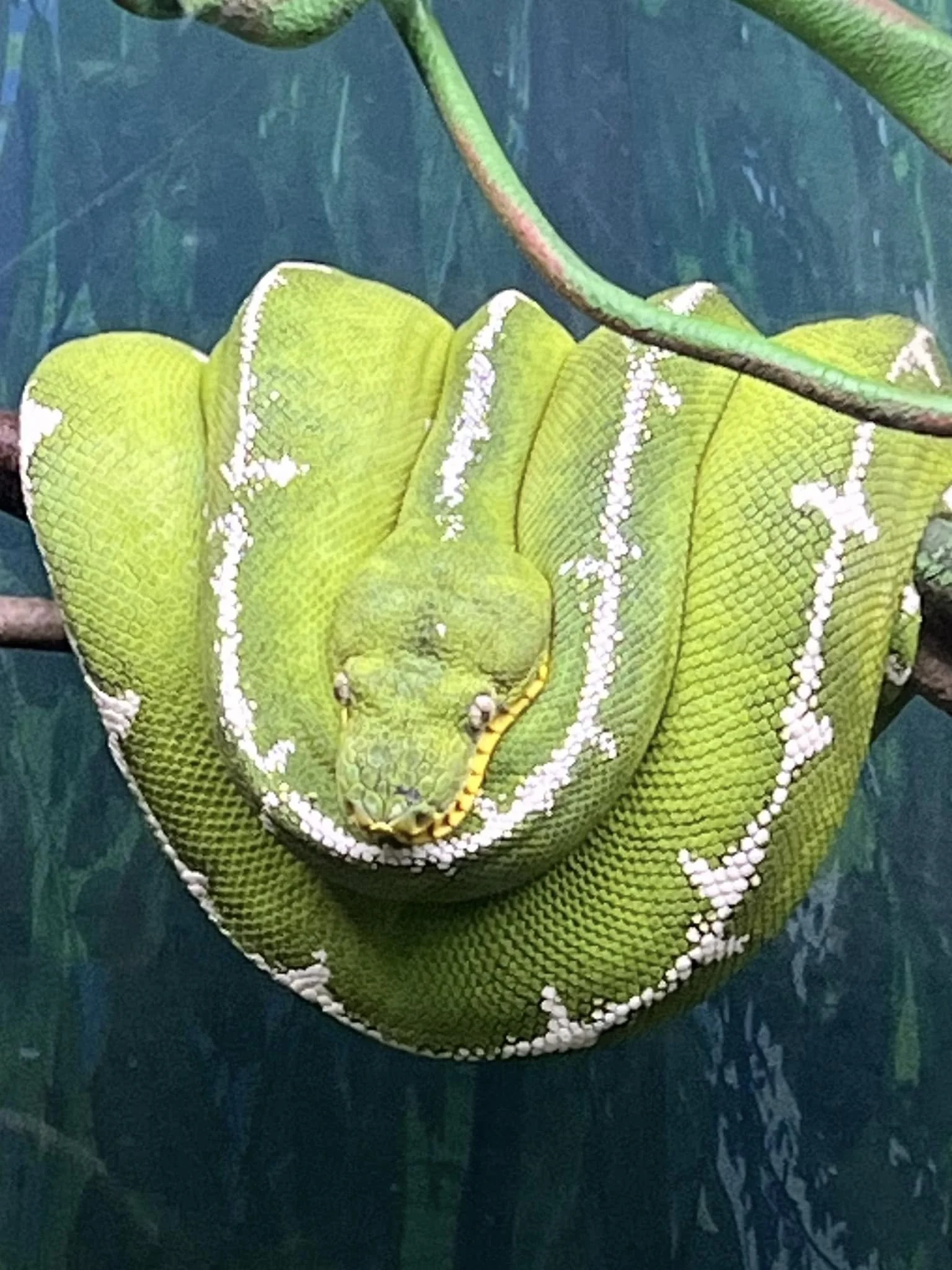 Amazon Basin Emerald Tree Boa - (Owner: Happy Basins)