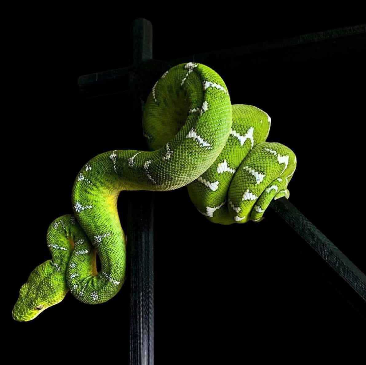Northern Emerald Tree Boa - (Owner: Emeralds213)