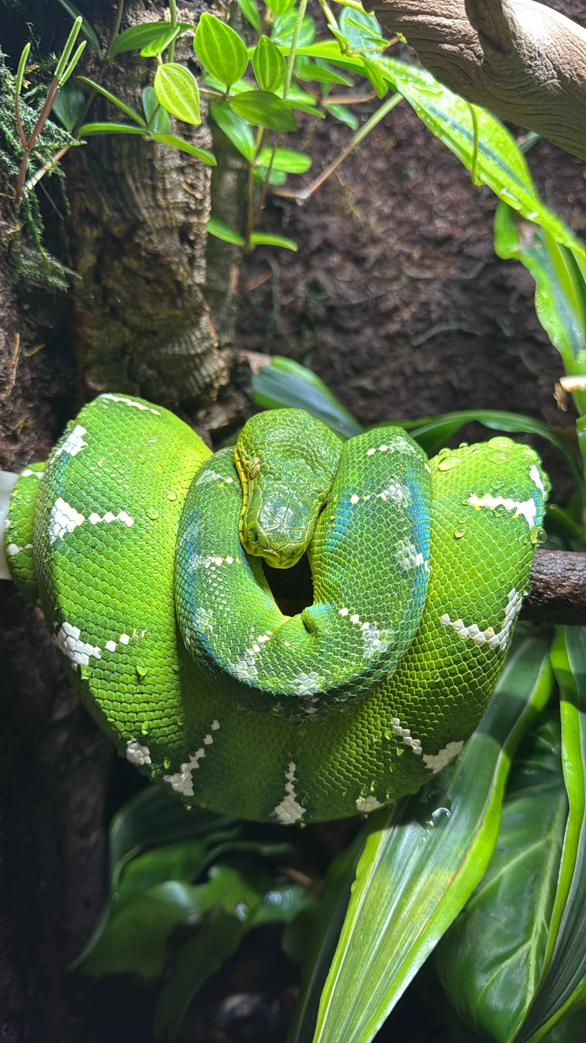 A green snake coiled around a branch in a lush jungle setting, surrounded by leaves and tree bark.