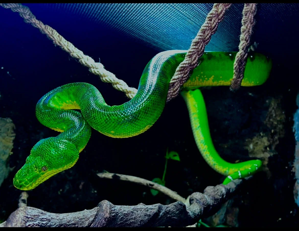 Northern Emerald Tree Boa - Hookfang (Owner: Tree Jungle Farms)