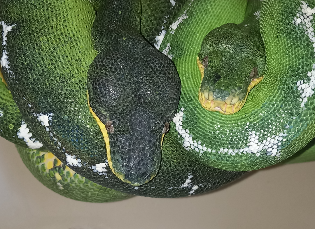 Amazon Basin Emerald Tree Boa - (Owner: Ugo Saluzzi)
