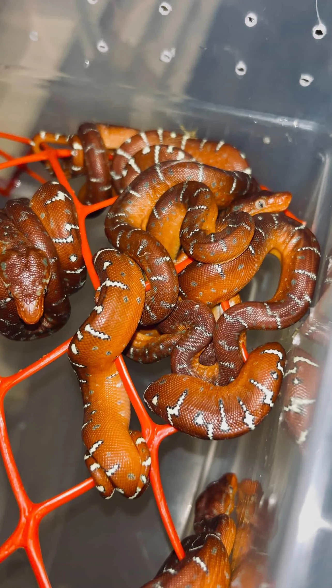 Juvenile Emerald Tree Boas - (Owner: Mojo Herpetoculture)