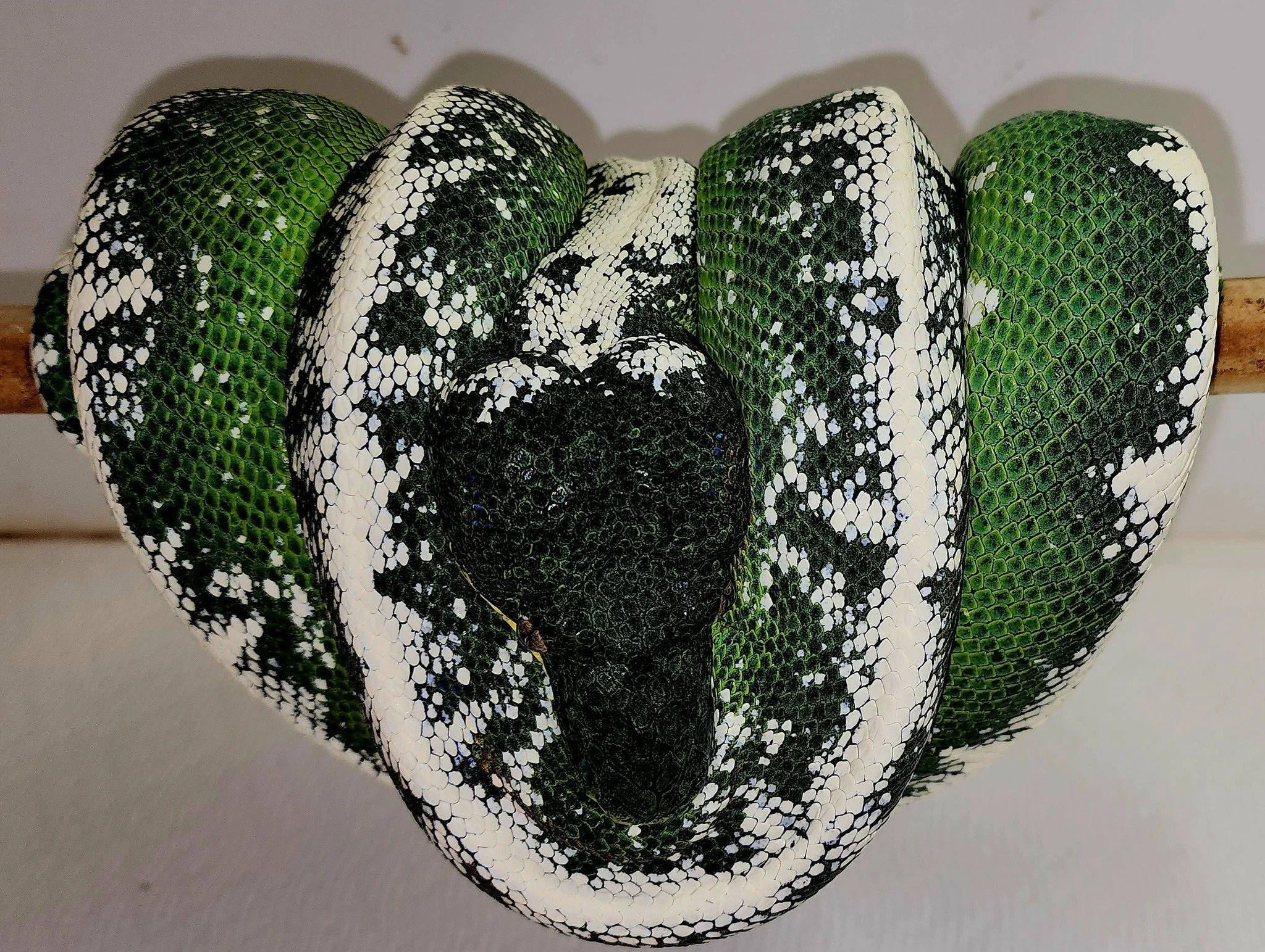 Amazon Basin Emerald Tree Boa - (Owner: Ed Marino)