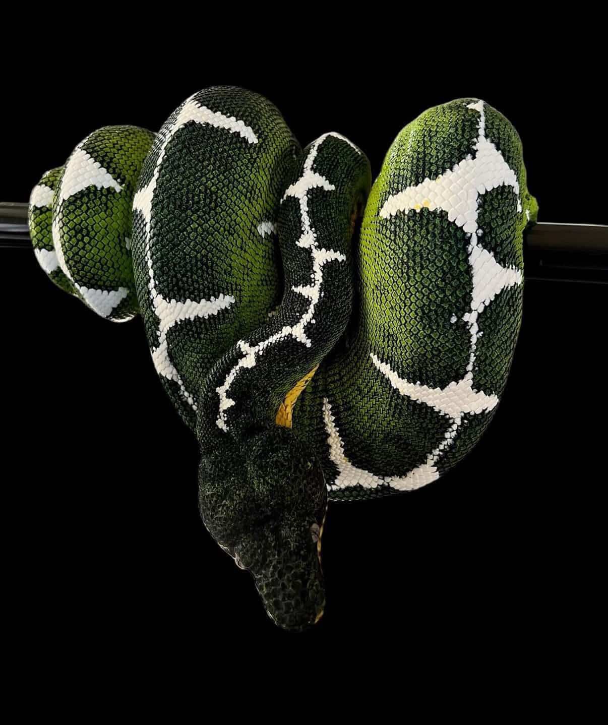 Amazon Basin Emerald Tree Boa - (Owner: Emeralds213)