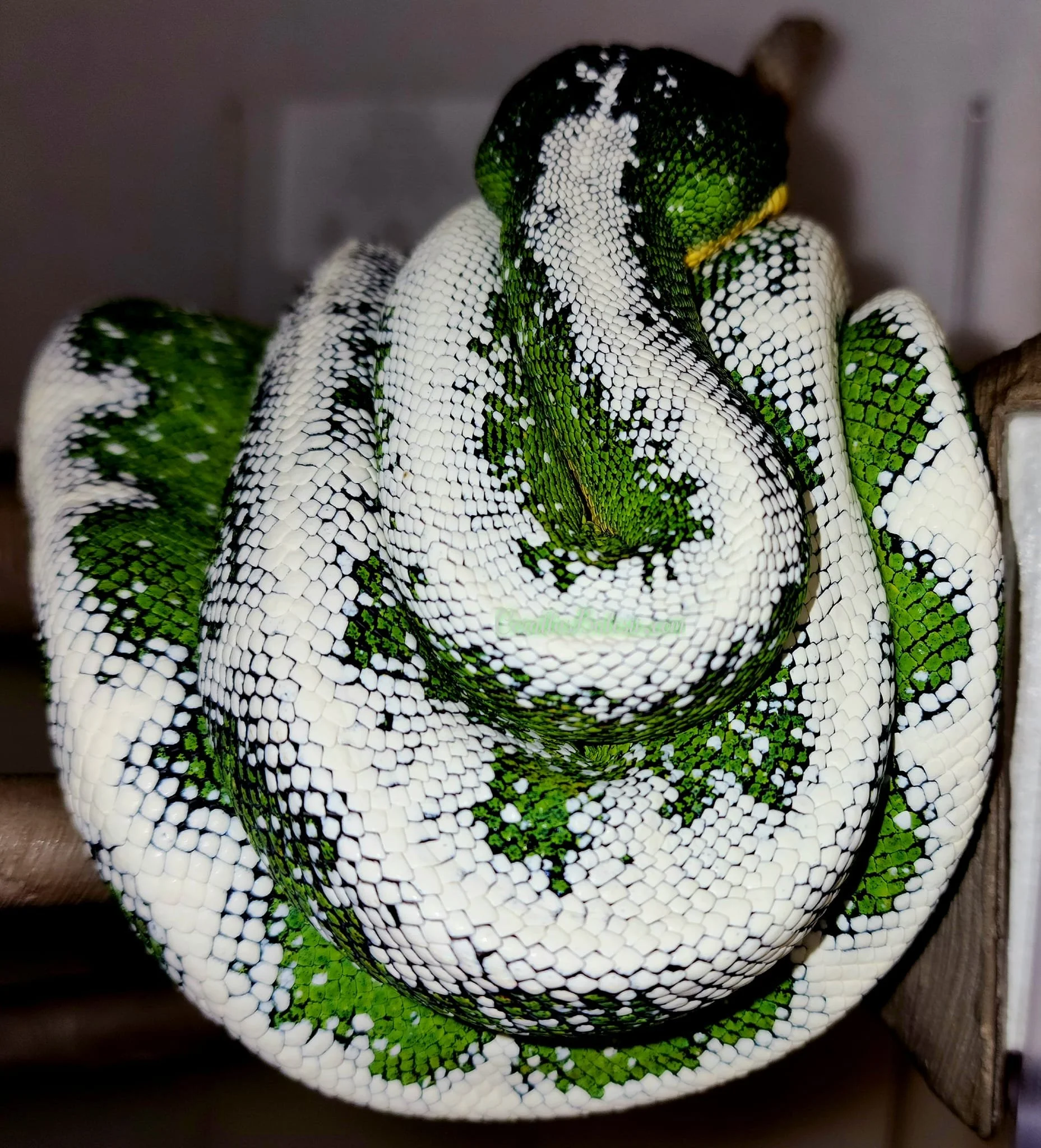 Breeder: Ed Marino, U.S. Amazon Basin Emerald Tree Boas