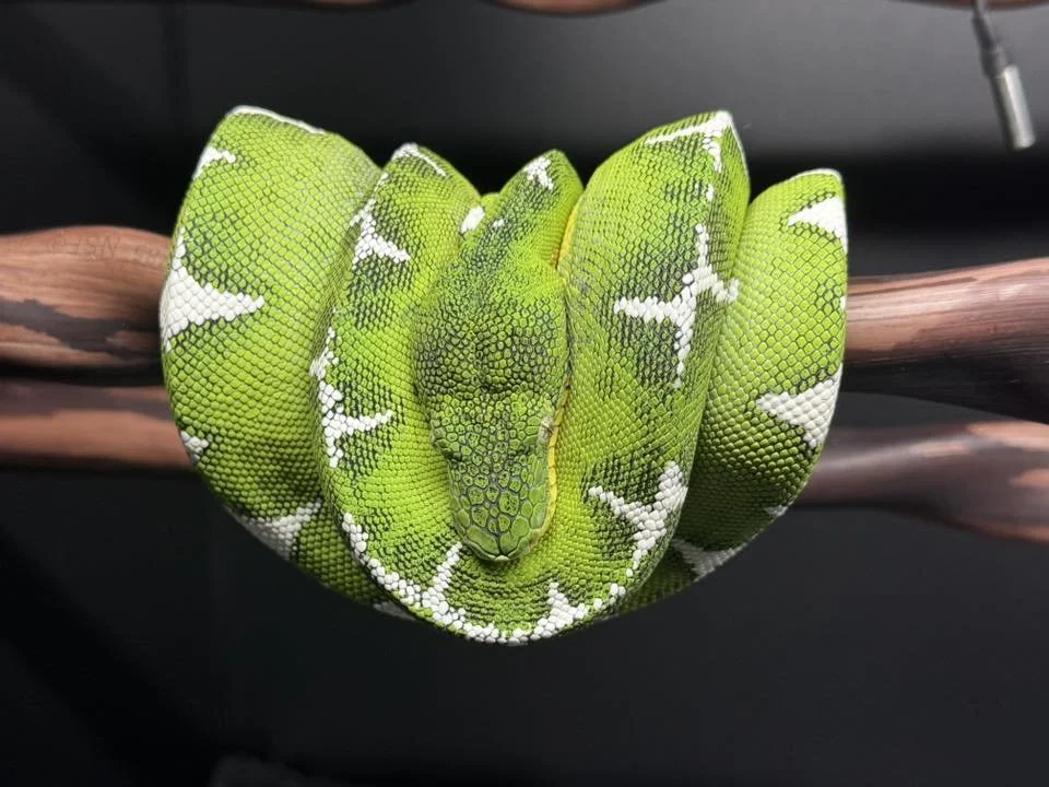 Amazon Basin Emerald Tree Boa - Margo (Owner: Coastal Morelia)