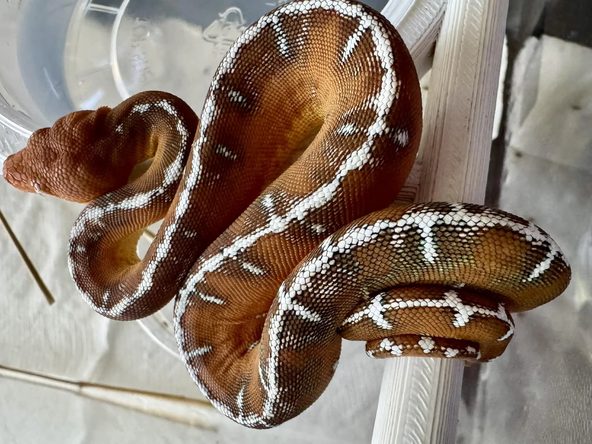 Breeder: Chris Davis from Amazon Basin Emerald Tree Boas, U.S. Amazon Basin Emeralds