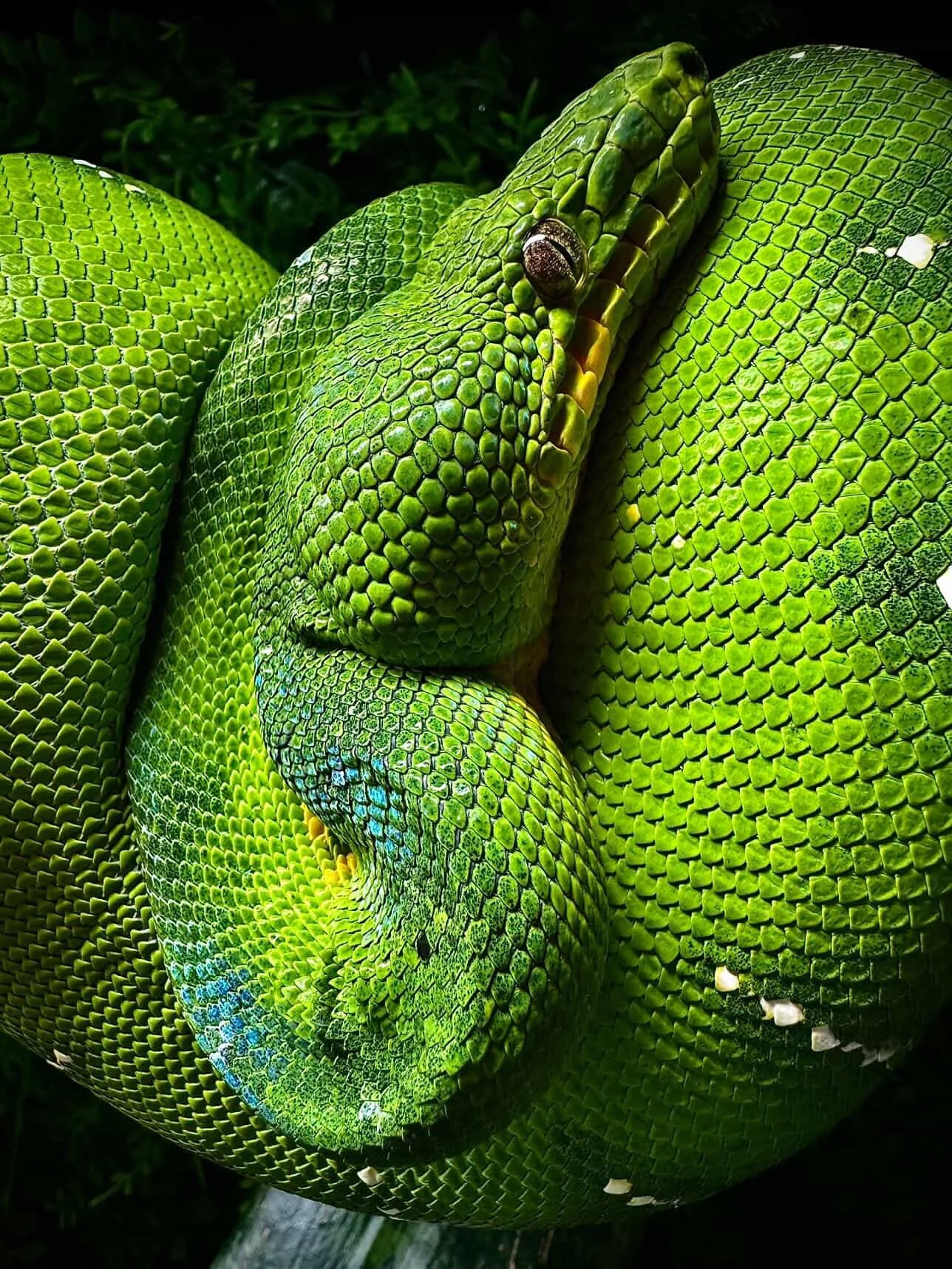 Northern Emerald Tree Boa - (Owner: Lizard Lounge)