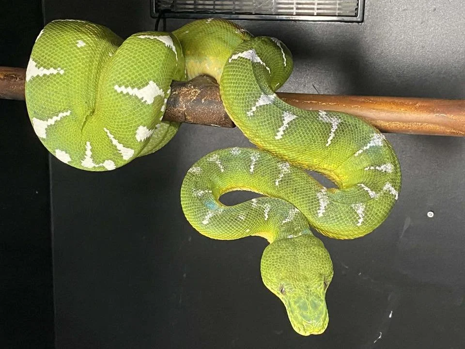 Northern Emerald Tree Boa - (Owner: John Wing)