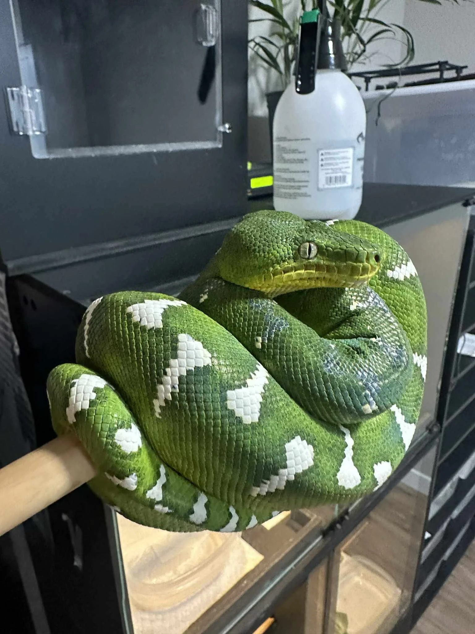 A green python snake coiled around a stick, held by a person, with a background of household items including a spray bottle and a plant.
