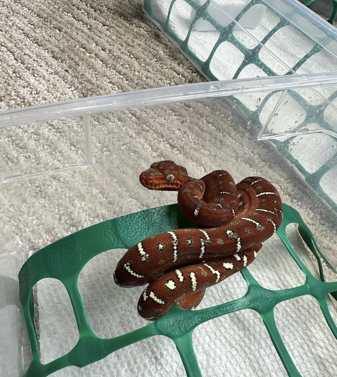 A red and orange snake with white and black markings inside a clear plastic container with a green bottom.