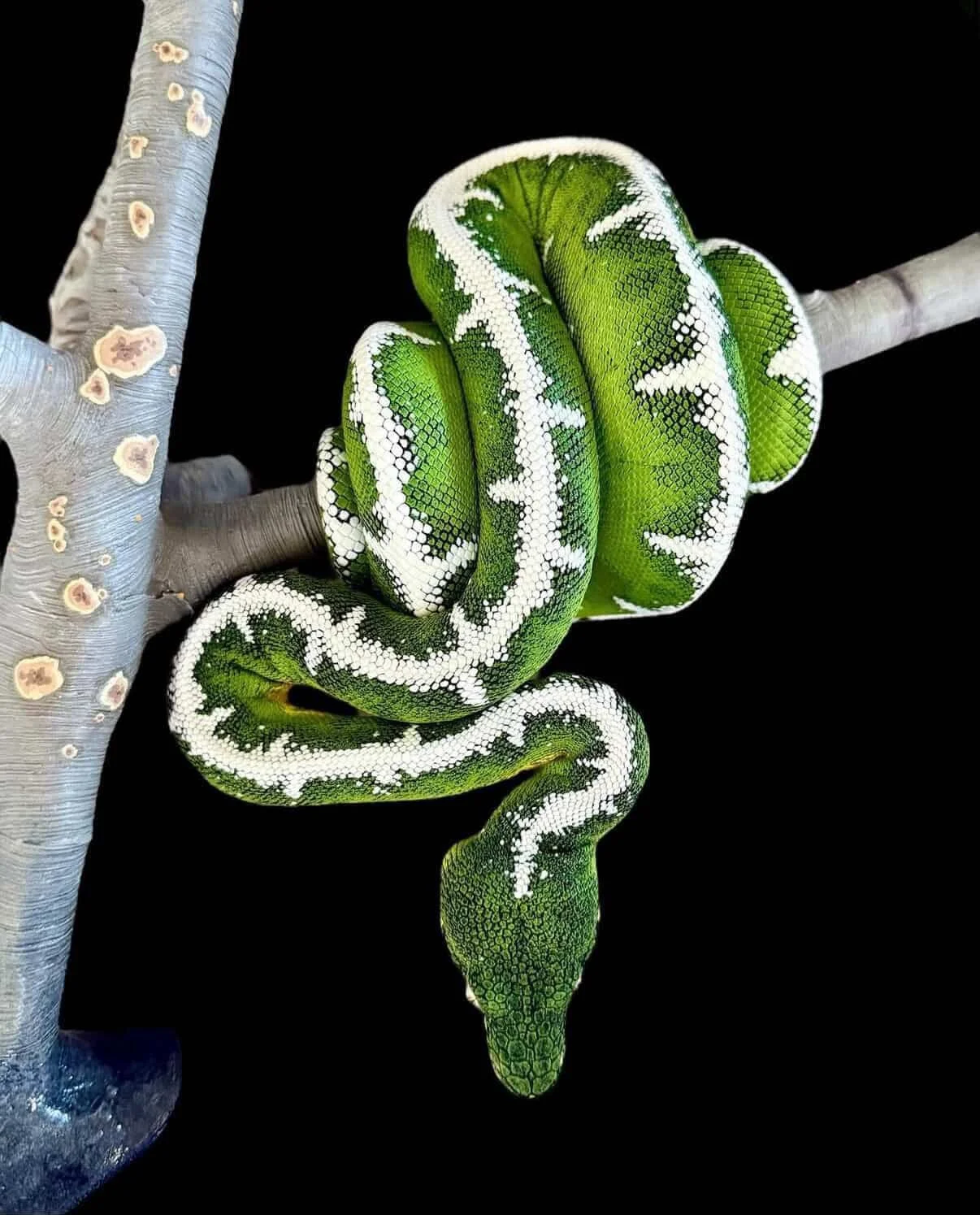 High White Normal Amazon Basin Emerald Tree Boa - Owner: Emeralds213