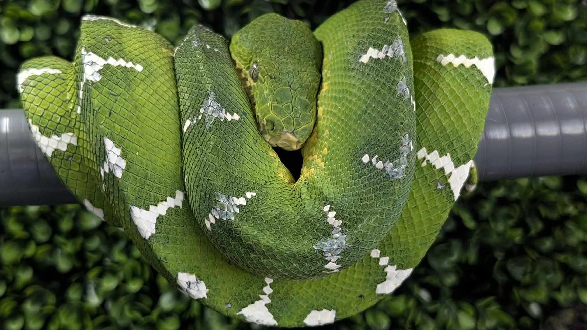 Northern Emerald Tree Boa - Emma (Owner: Nyb Nyb)