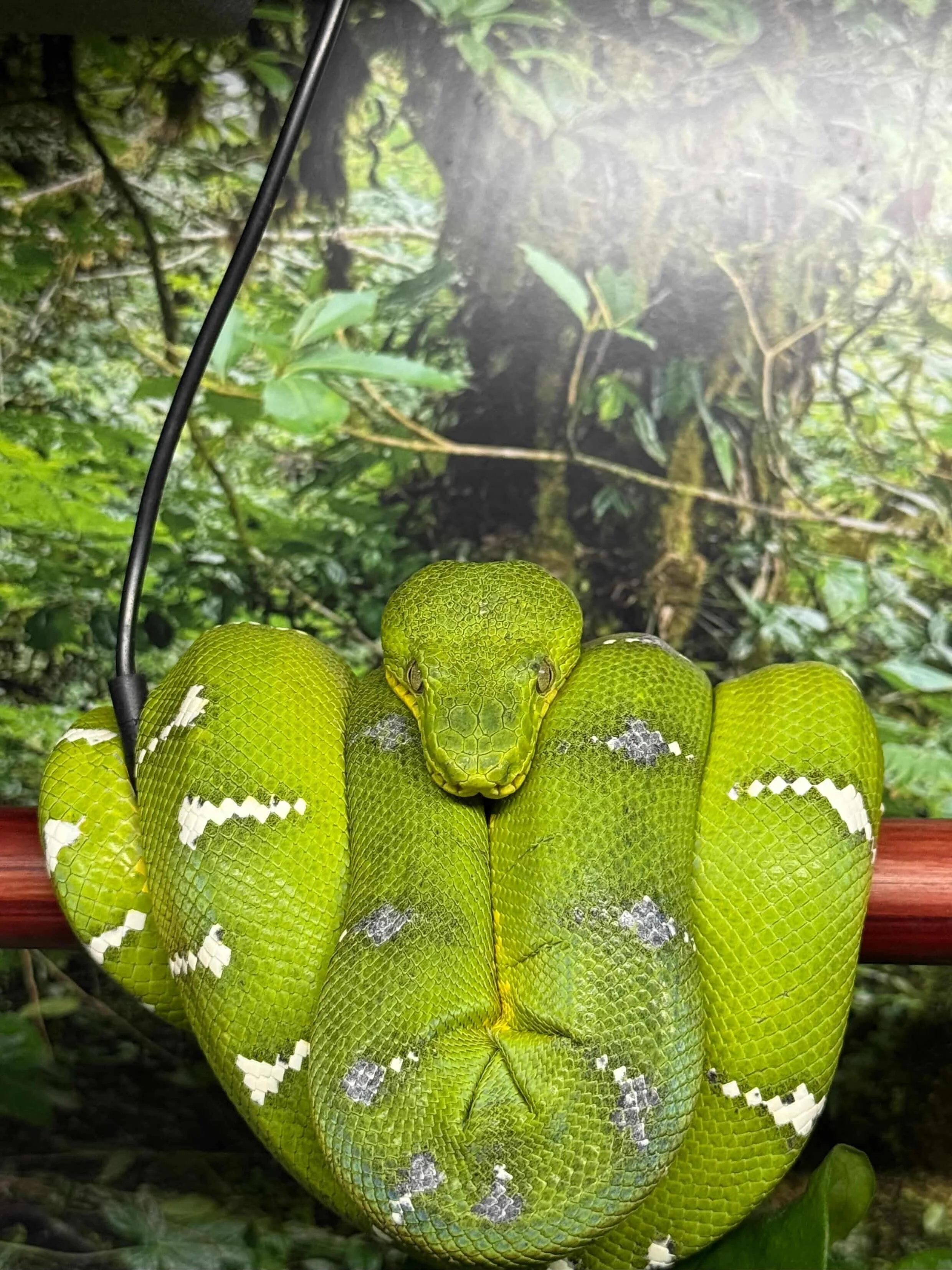 Northern Emerald Tree Boa - Toxic (Owner: Sickoffyae)