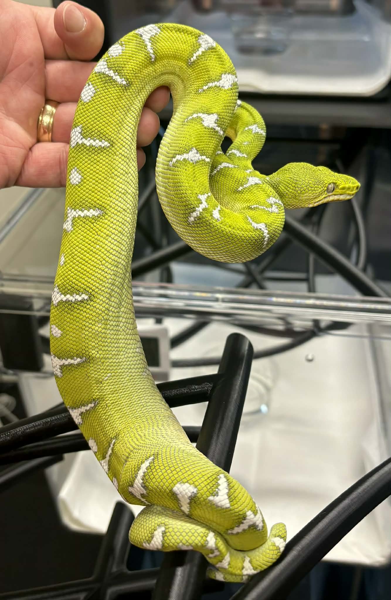 Northern Emerald Tree Boa - MEDUSA (Owner: Xtreme Basin)