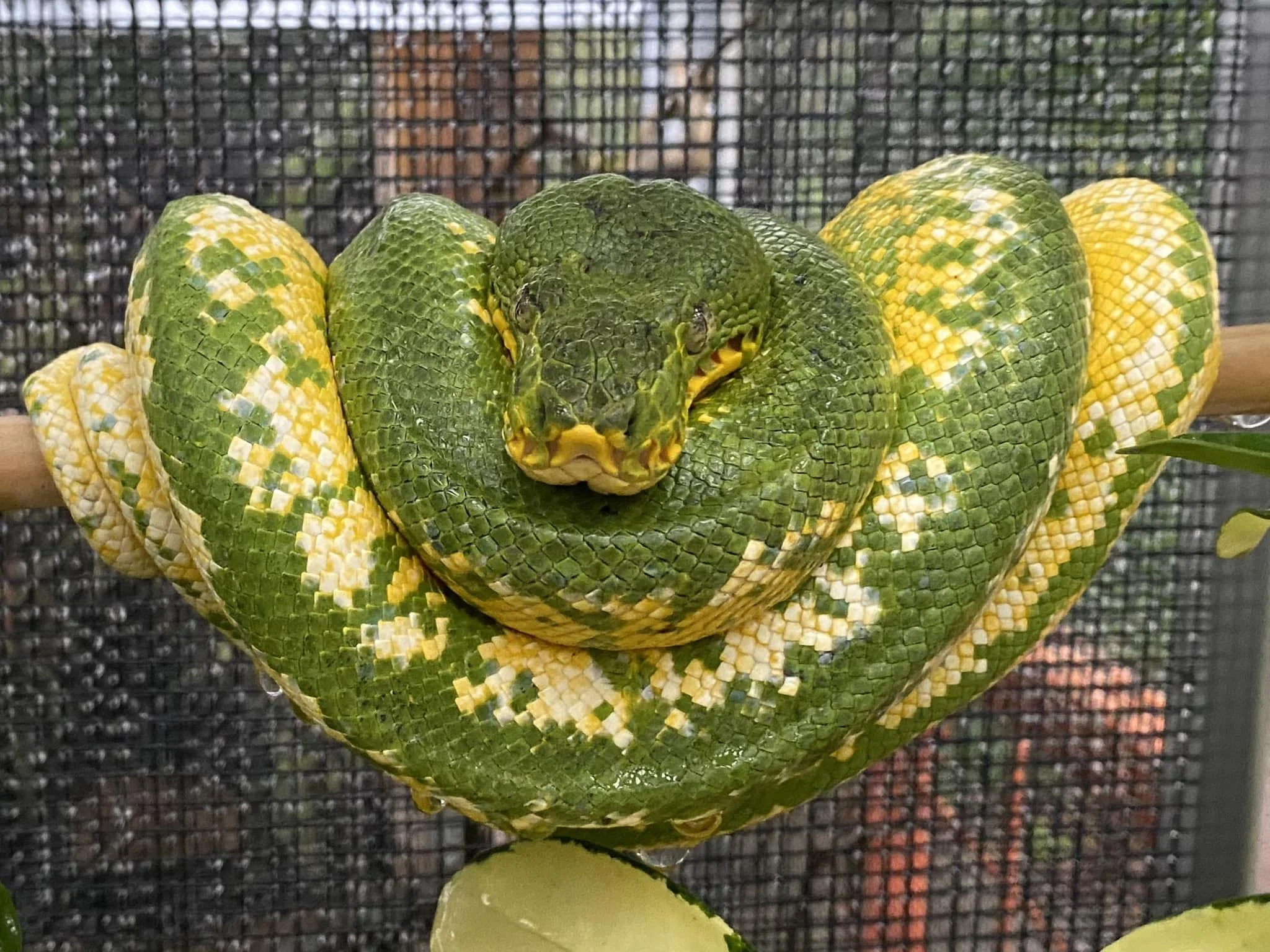 High Yellow Northern Emerald Tree Boa - Owner: Ron St. Pierre