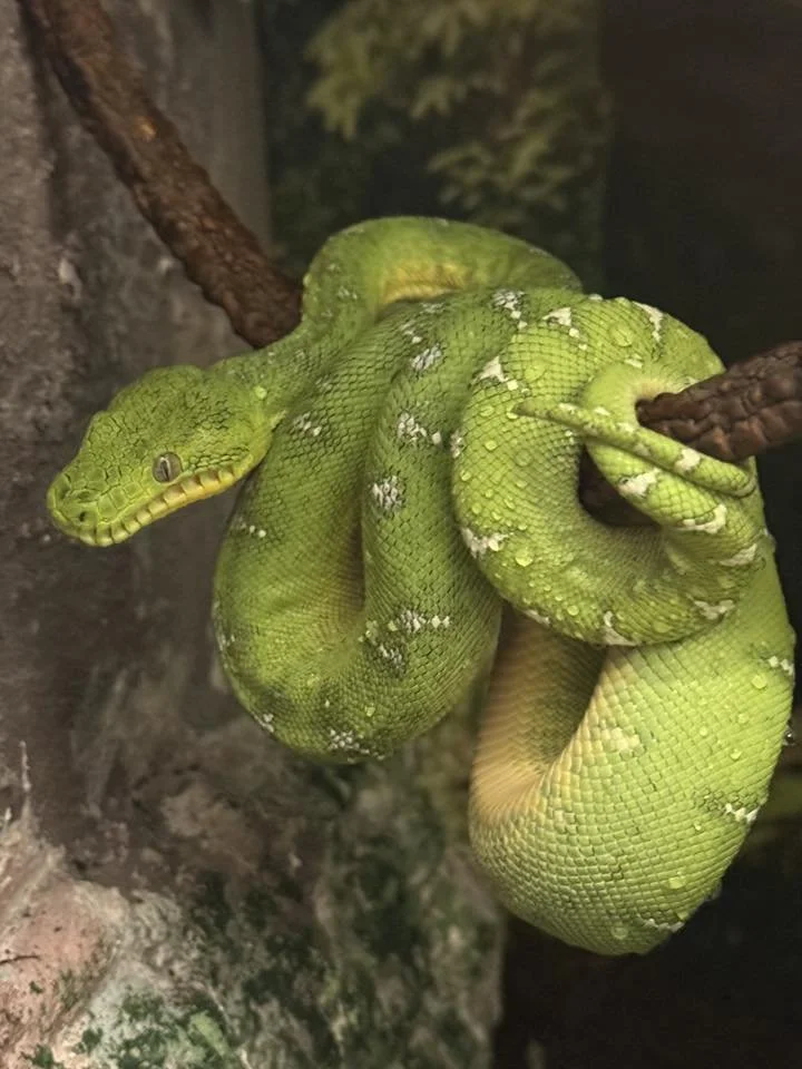 Northern Emerald Tree Boa - Pennywise  (Owner: David Quillen Jr)