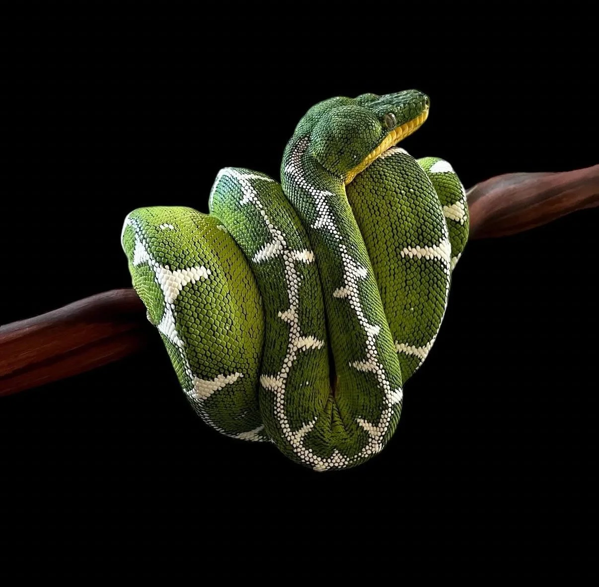 Amazon Basin Emerald Tree Boa - (Owner: Emeralds213)