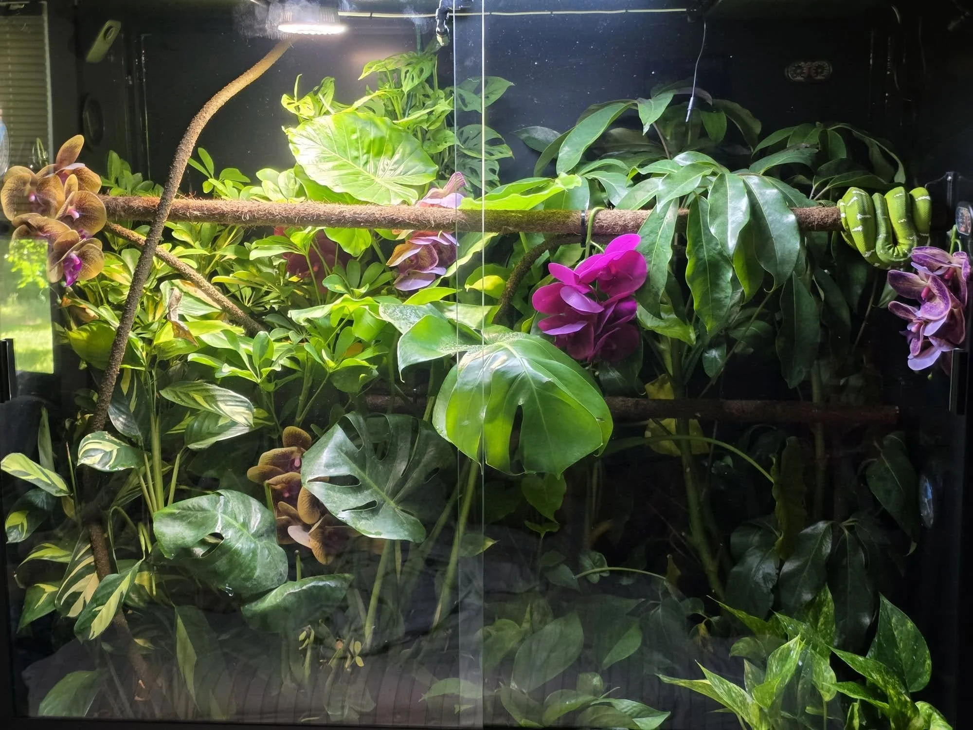 Jason Ferguson Bioactive Enclosure.jpg