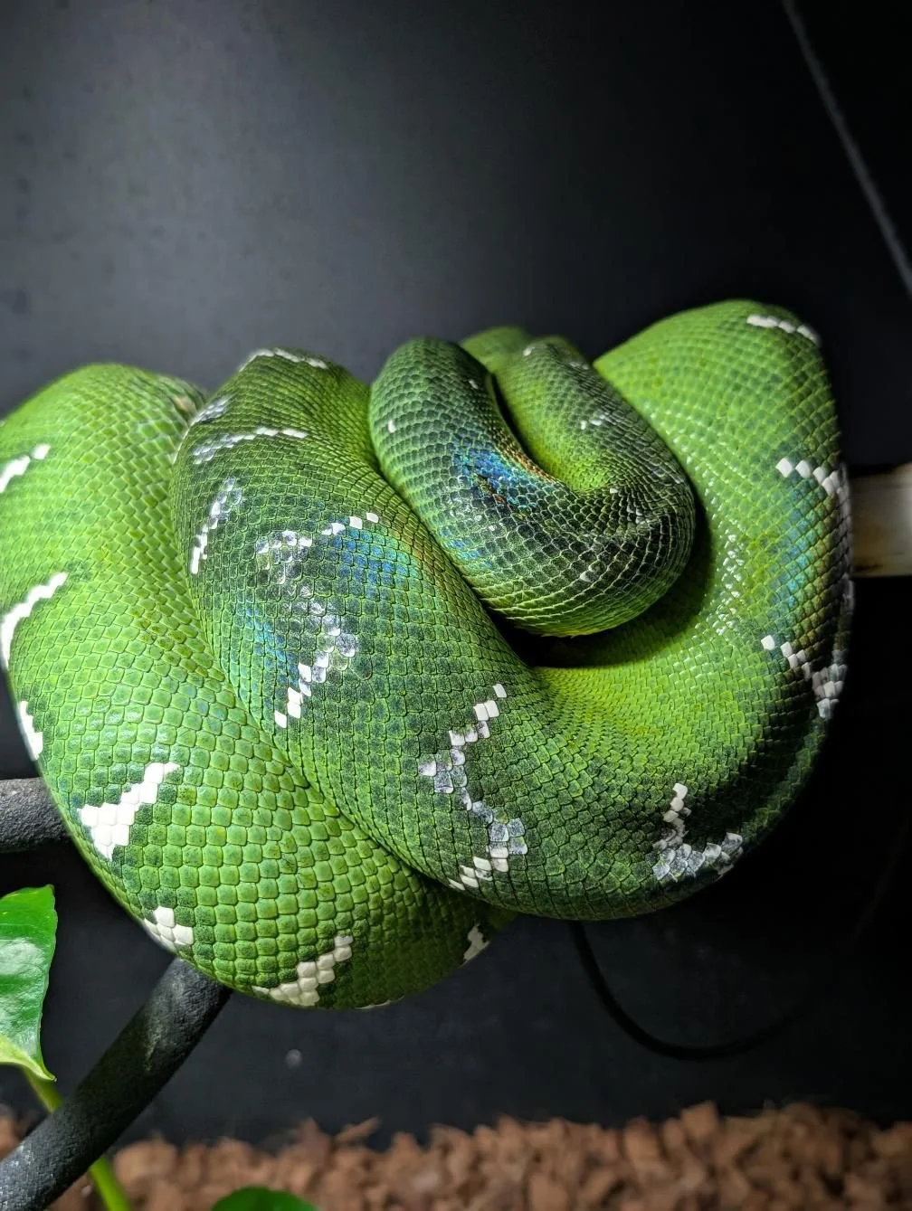 Breeder: New Age Herper, U.S. Northern Emeralds