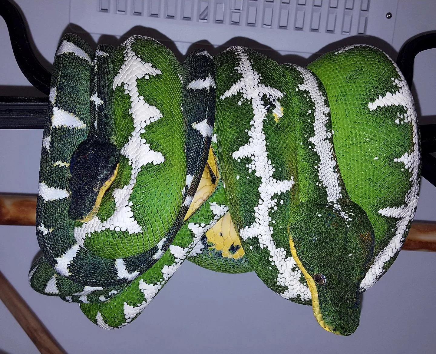 Amazon Basin Emerald Tree Boas (Owner: Ed Marino)
