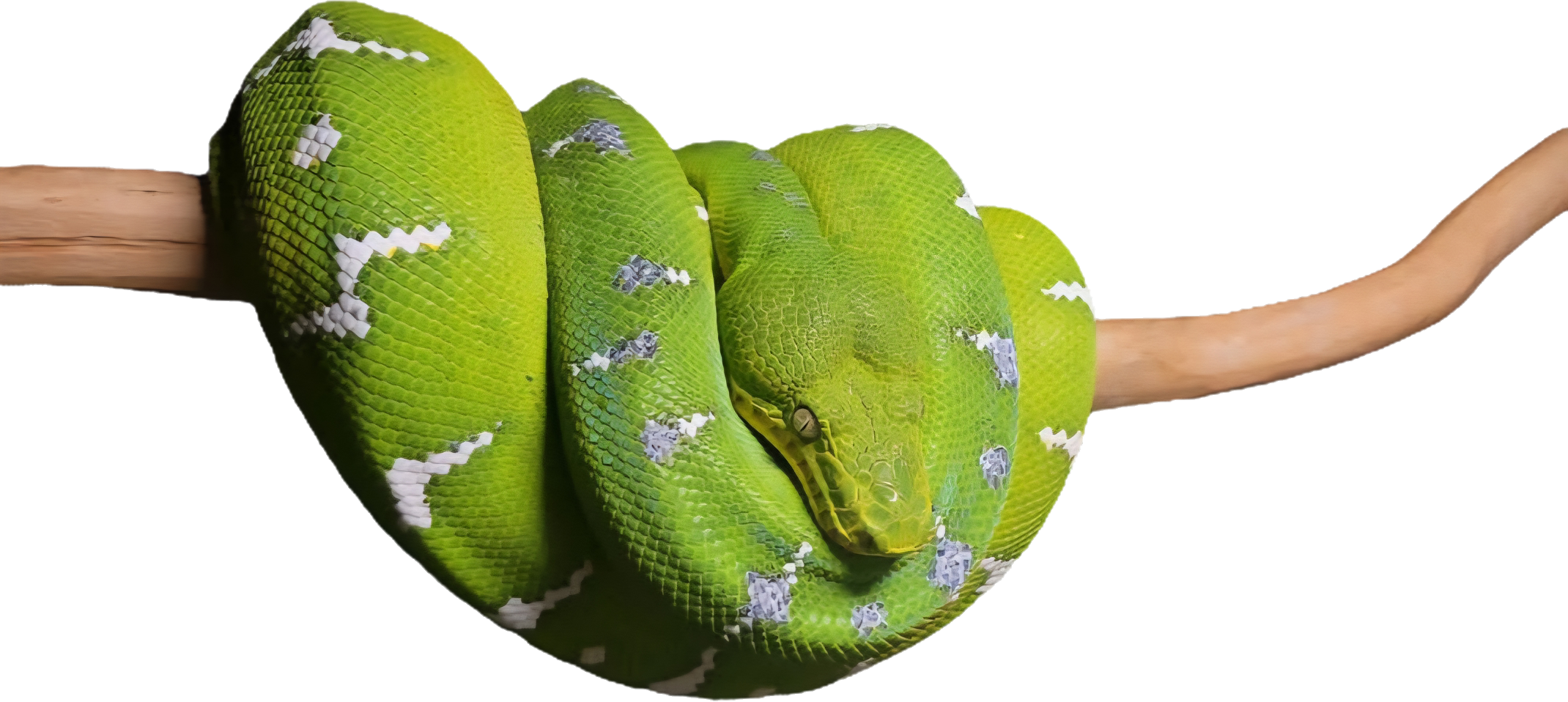 Northern Emerald Tree Boa - Kaydee (Owner: Keith Flax)