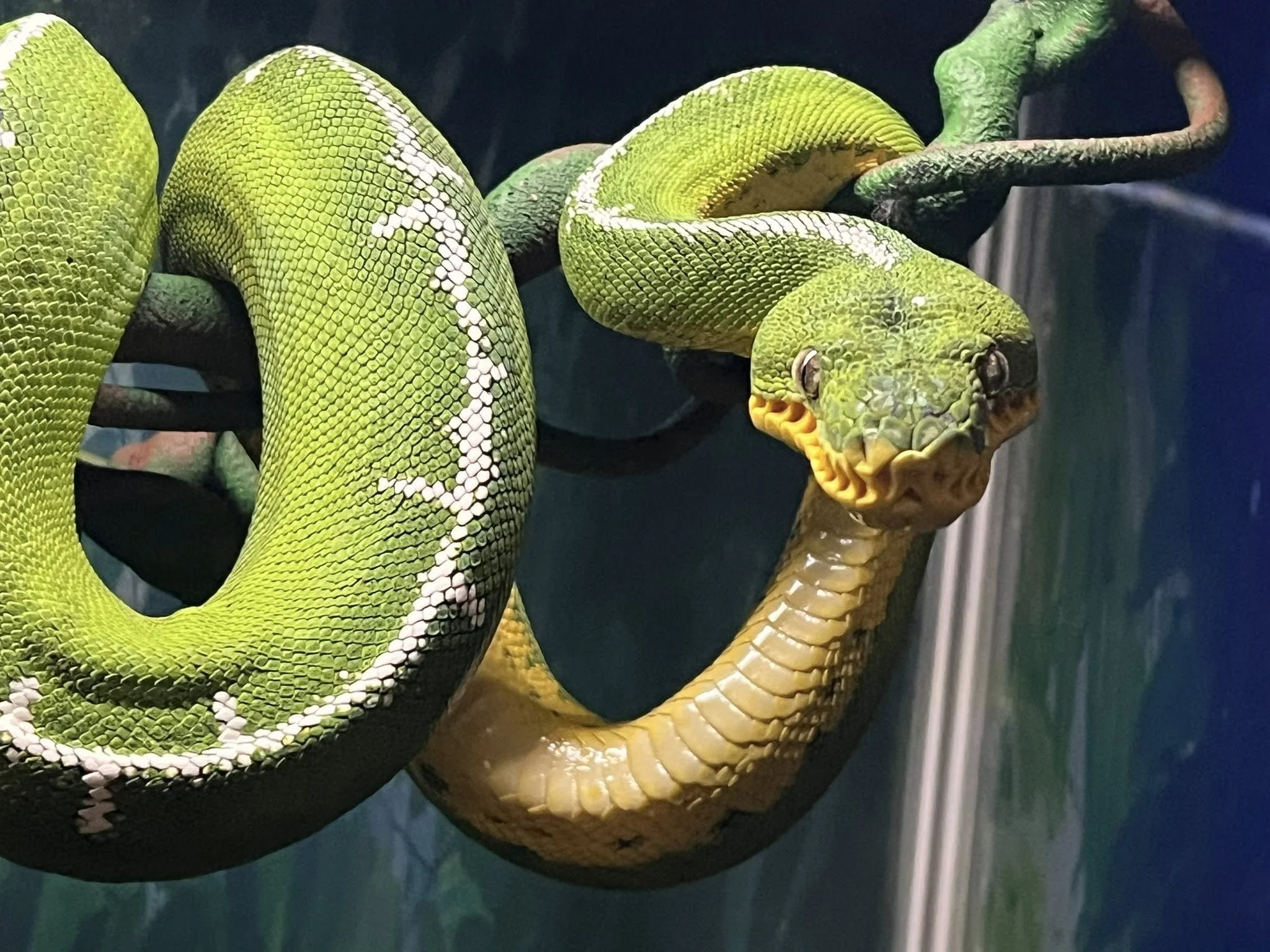 Amazon Basin Emerald Tree Boa - (Owner: Happy Basins)