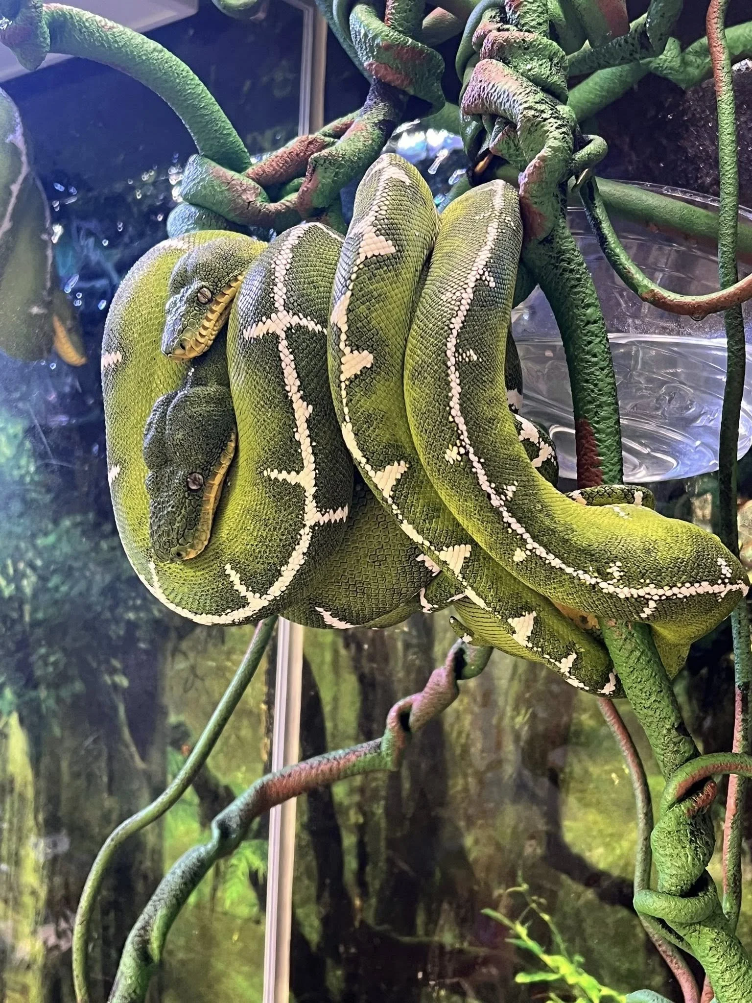 Two Amazon Basin Emerald Tree Boa wrapped around green climbing vines in a terrarium.