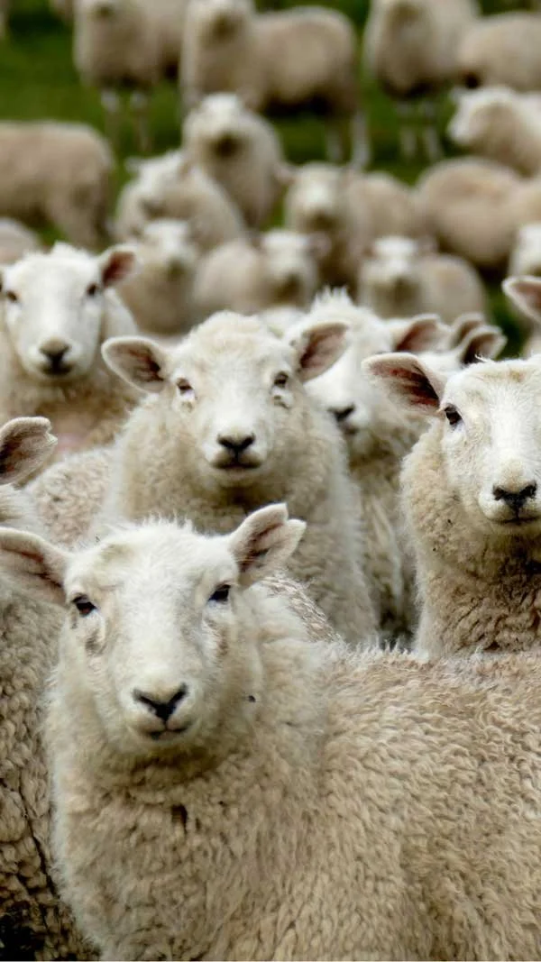 Toxoplasmosis and Campylobacteriosis in Sheep