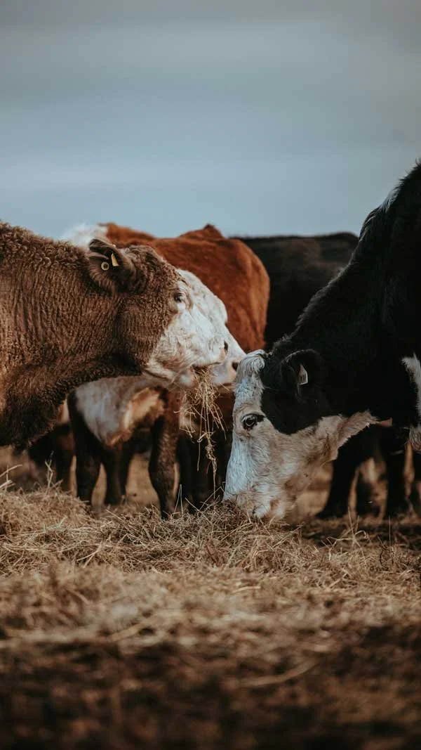 Two cows, one brown with a tag in its ear and the other black and white, grazing on hay outside with a cloudy sky in the background.