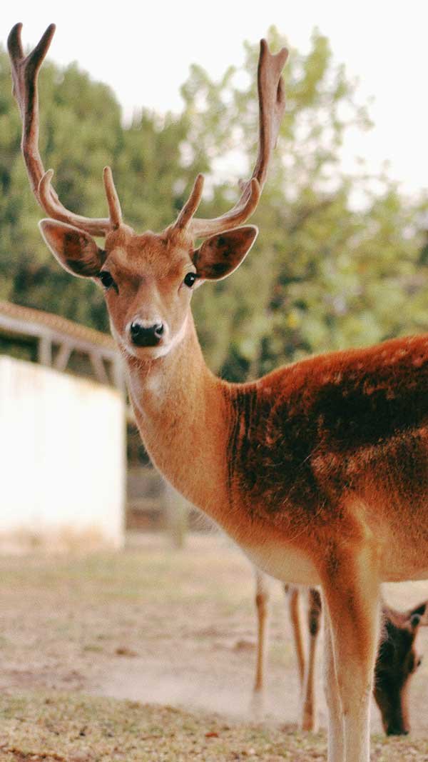 A close-up of a deer with large antlers, standing outdoors with a blurred background of trees and a structure.