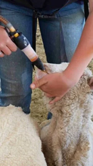 Person vaccinating a sheep using a syringe while another person holds the sheep