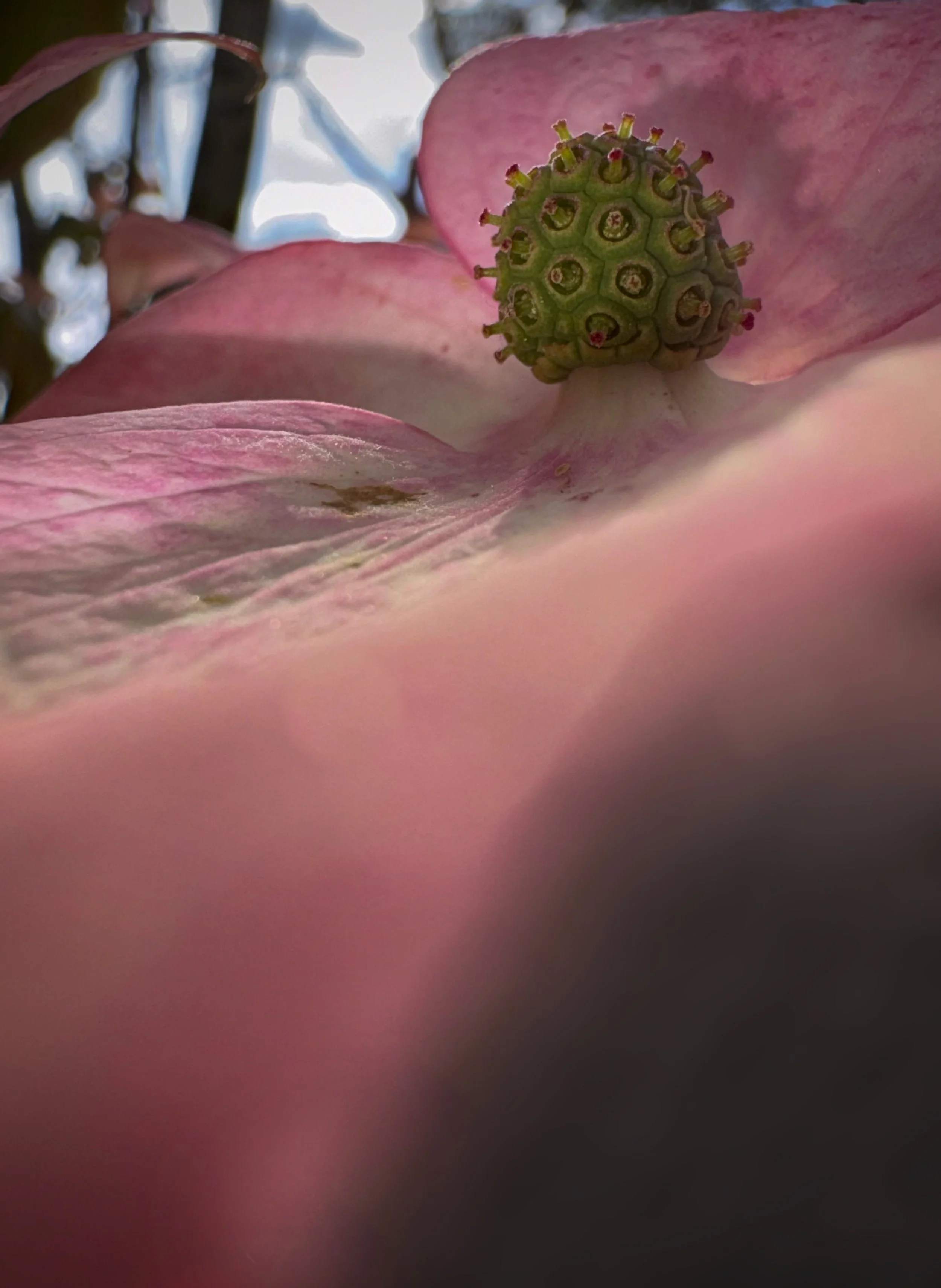 IMG_7394.jpeg