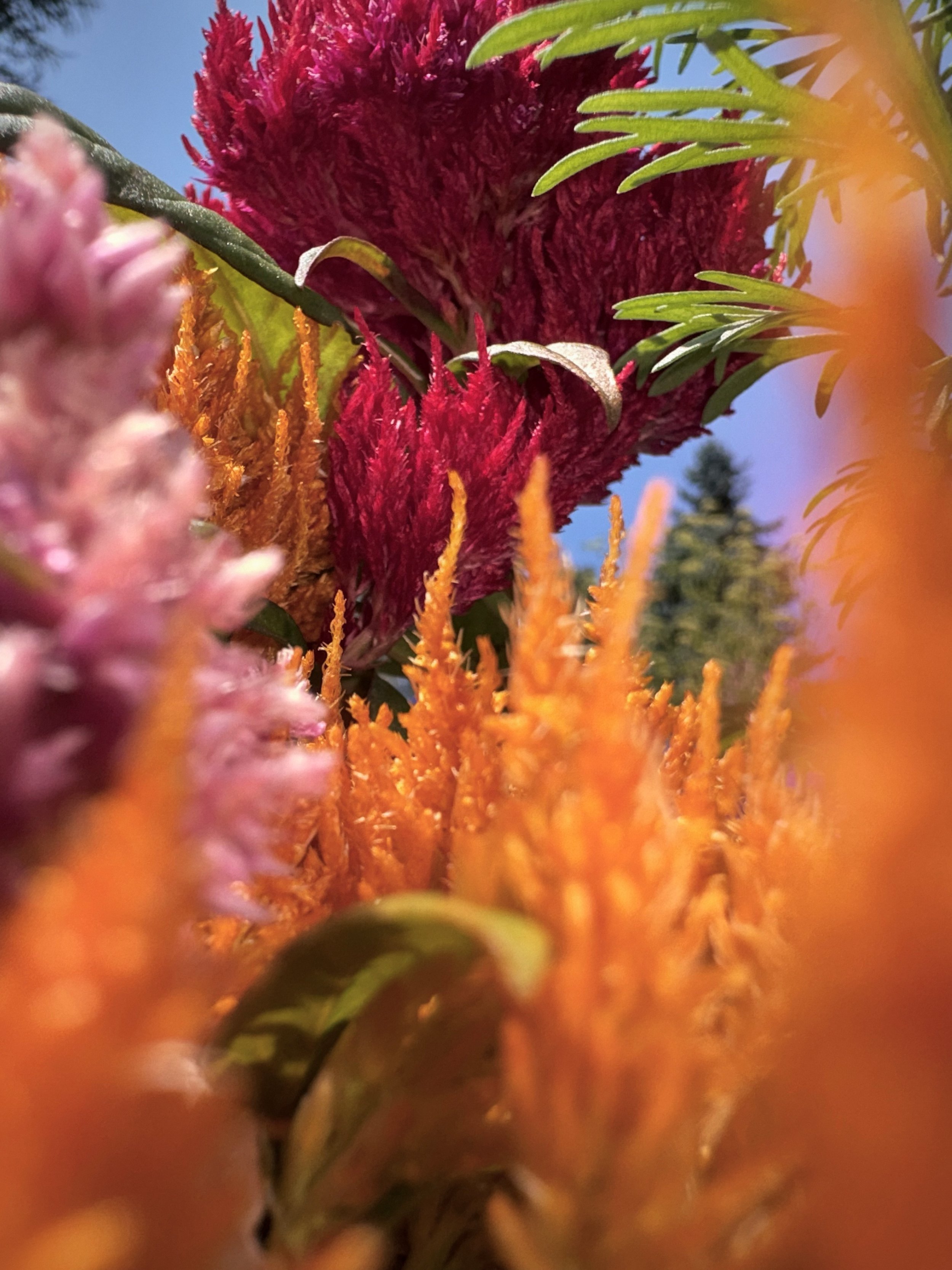 IMG_7439.jpeg