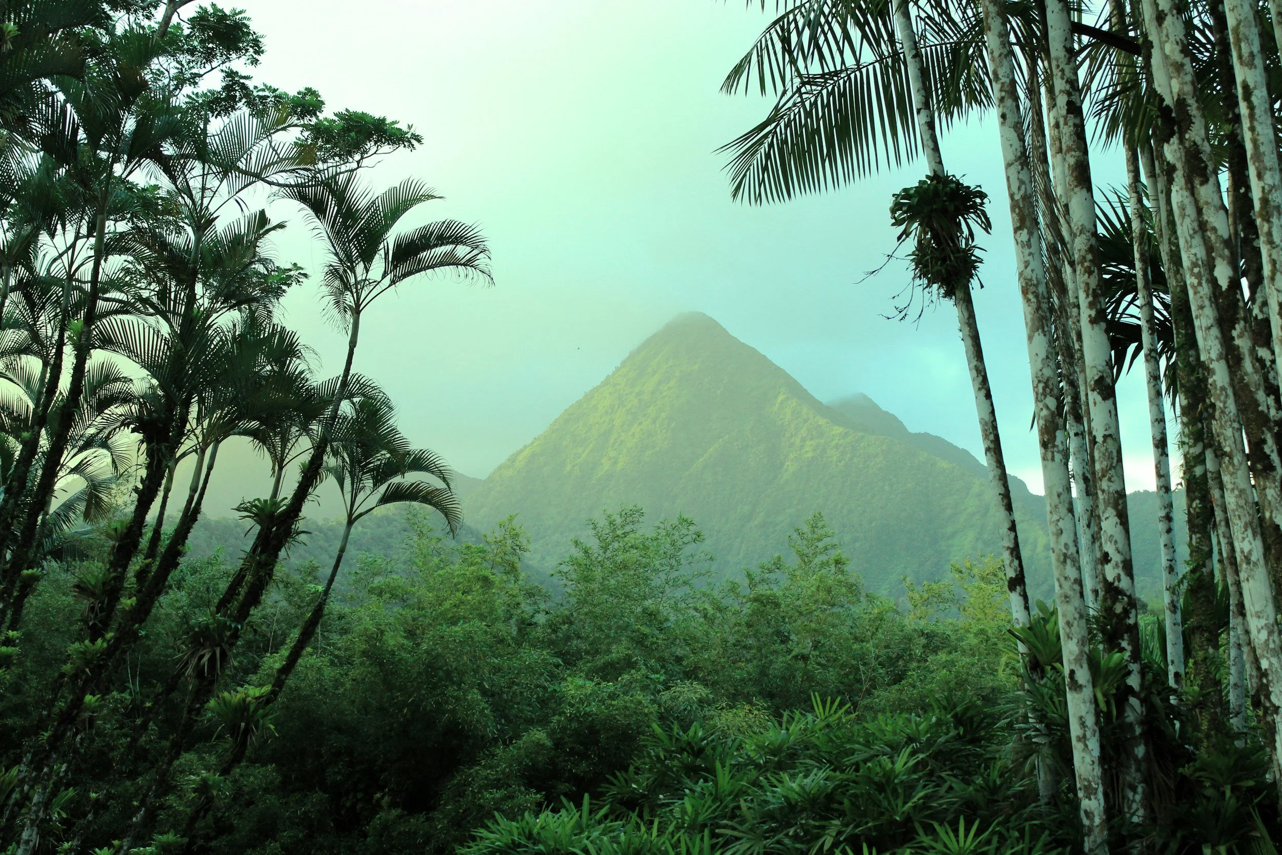 Lush green tropical rainforest with tall trees and ferns, mountain covered in dense forest in the background, and a cloudy sky.
