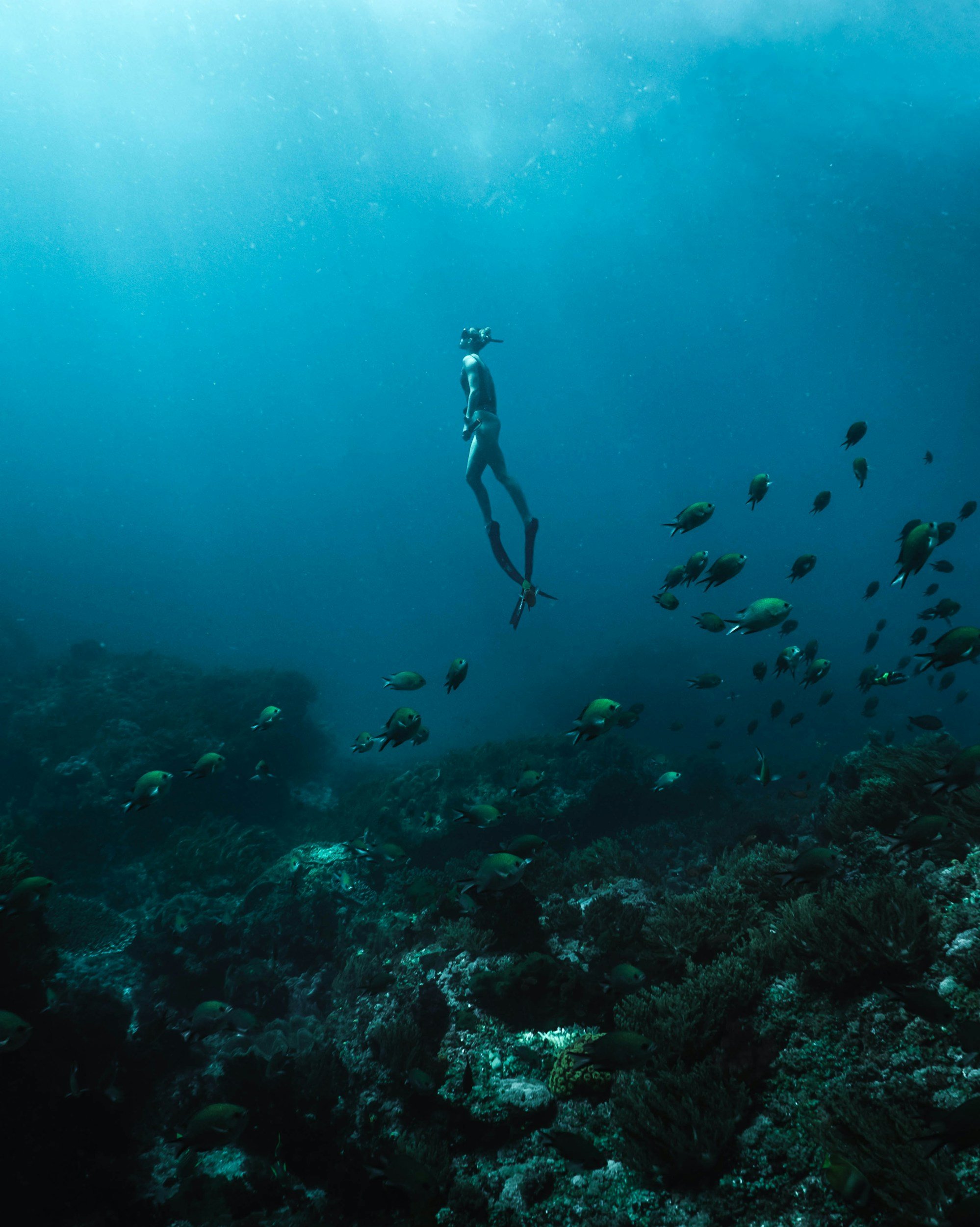 A scuba diver swimming underwater near coral reef with a school of fish.