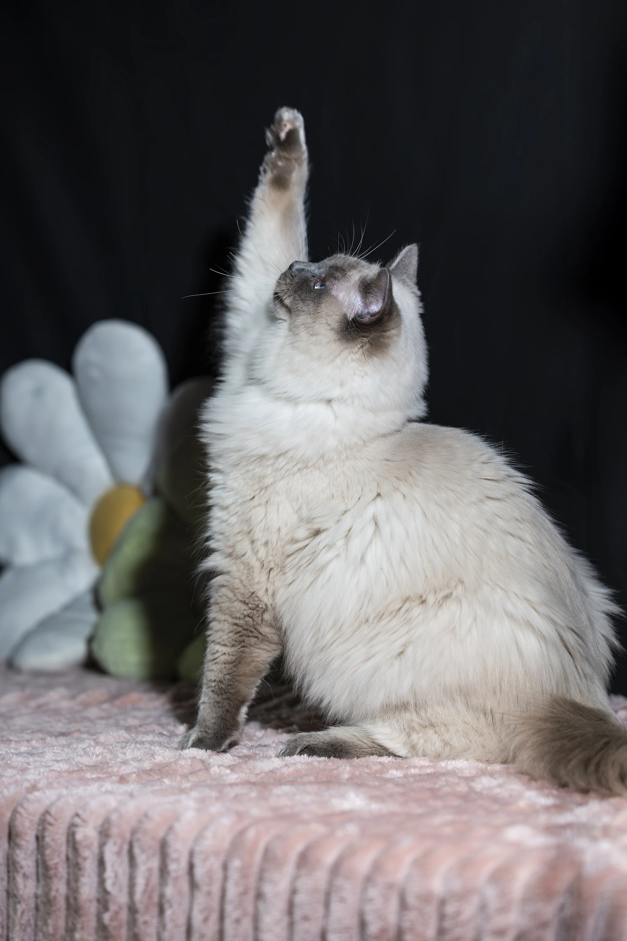TED's event Cat lifting one paw during an indoor portrait session