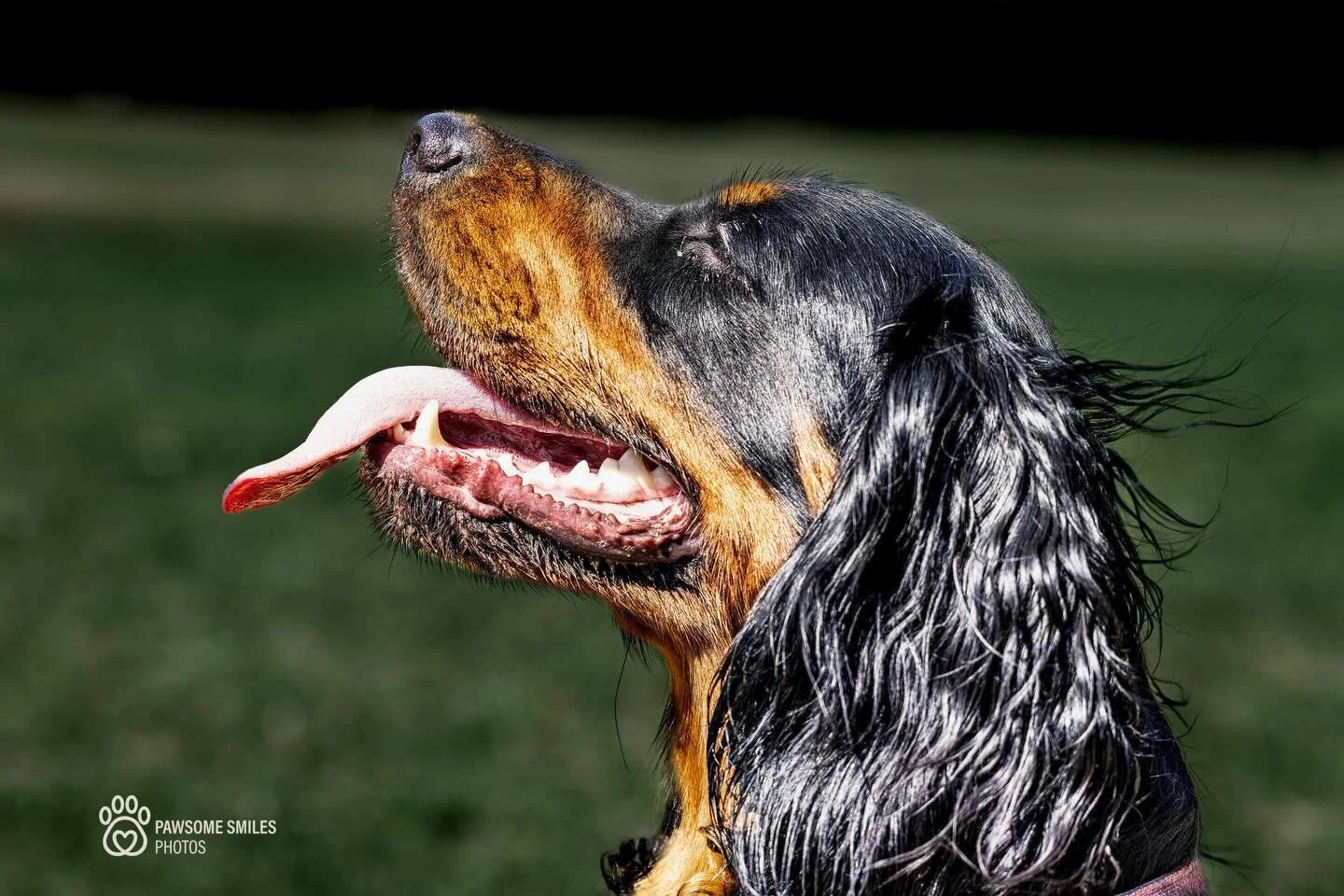 Run Poppy, run! What a fun time and PAWSOME Smile in Tanks Park!
#pawsomesmilesphotos #petsofinstagram #petsphotography #dogontherun