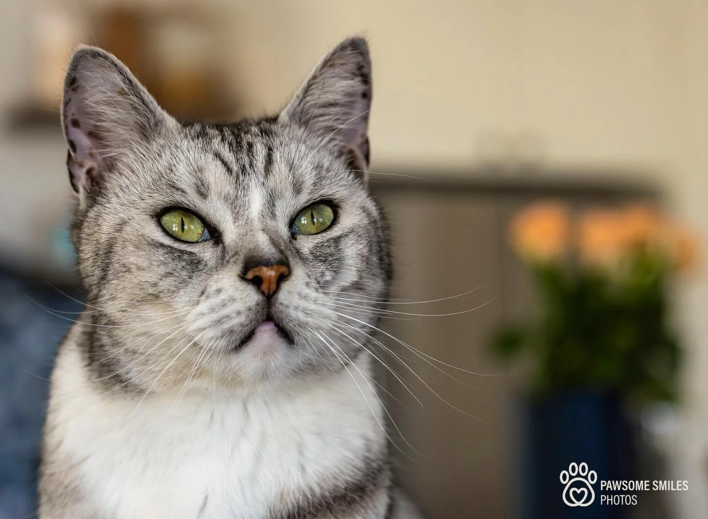Meet Chase 
The undisputed ruler of the Mudgee household.
He runs the place with confidence, charm, and a mighty presence. And yes, even the dogs, those couple of ridgebacks, know they&rsquo;re living under his rules.
Big cat energy. Absolute boss. 
