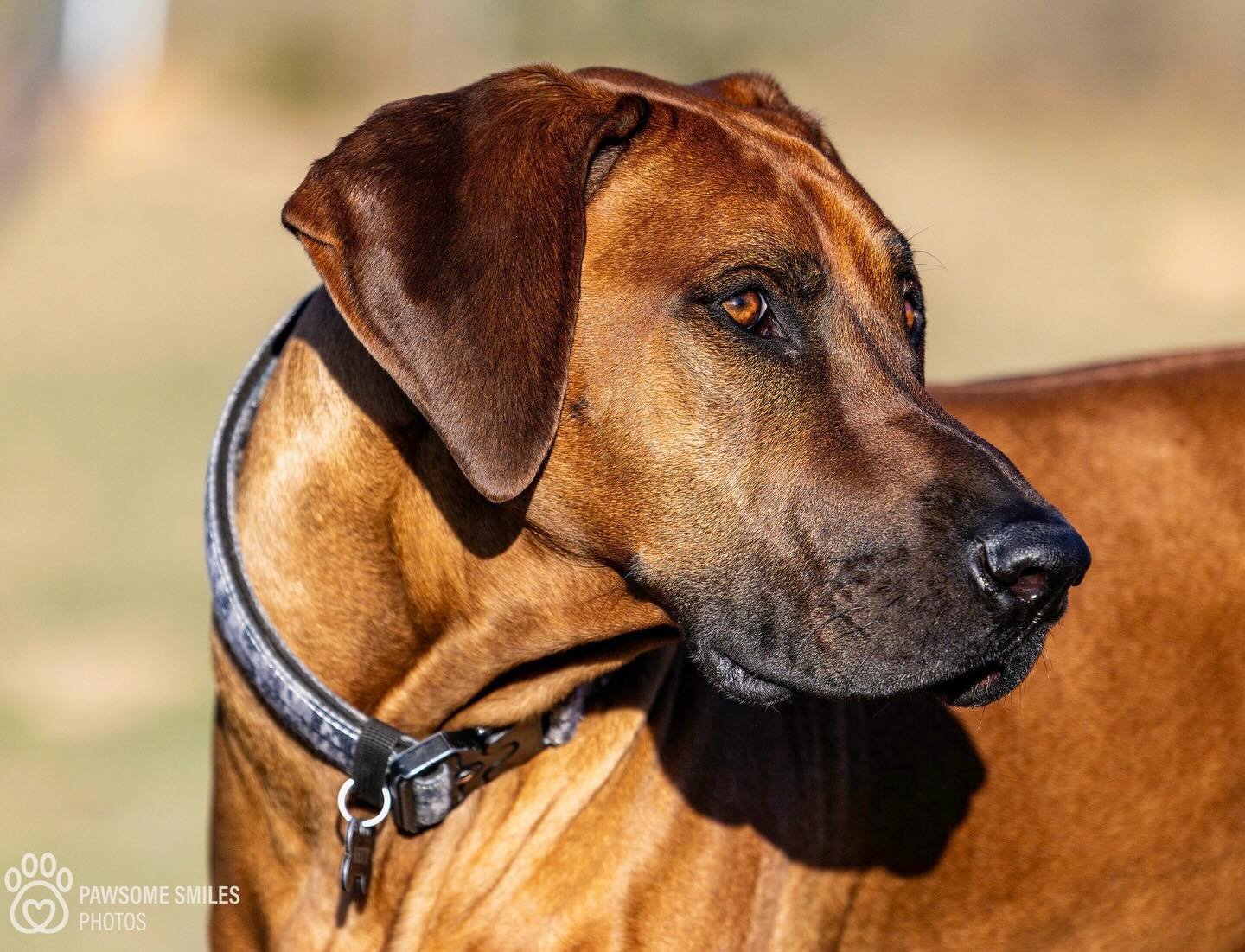 Meet Rexi, the Rhodesian Ridgeback who clearly owns the house&hellip; and possibly the whole of Mudgee.
Poised, proud and soaking up the sun like a true aristocrat.
No permission needed &mdash; this is his place.
#RhodesianRidgeback #MudgeeLife #Aris
