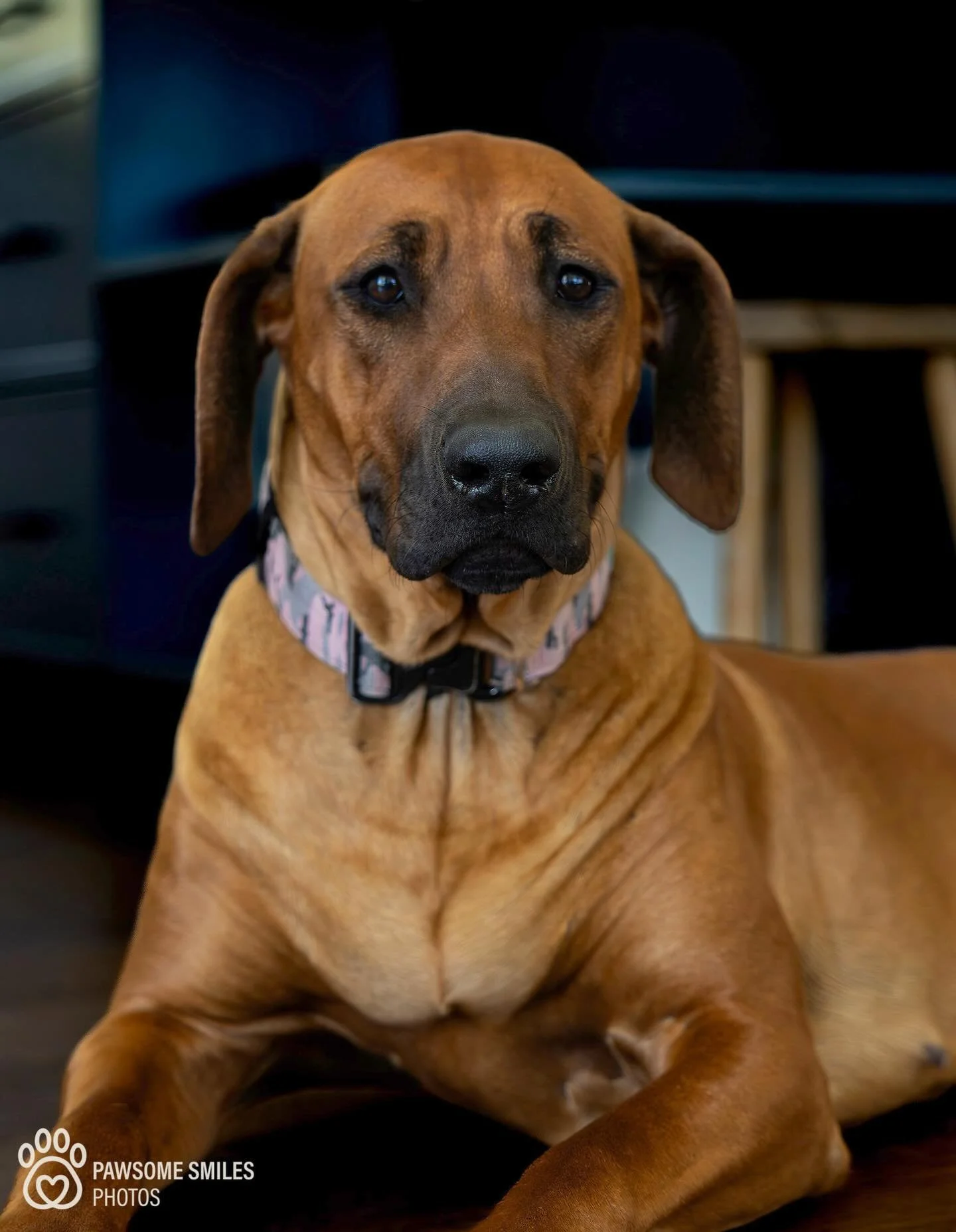 Meet Cleo 
A 1-year-old Rhodesian Ridgeback with a whole lot of charm.
Isn&rsquo;t she cute? She even smiles&hellip; well, at least she tries