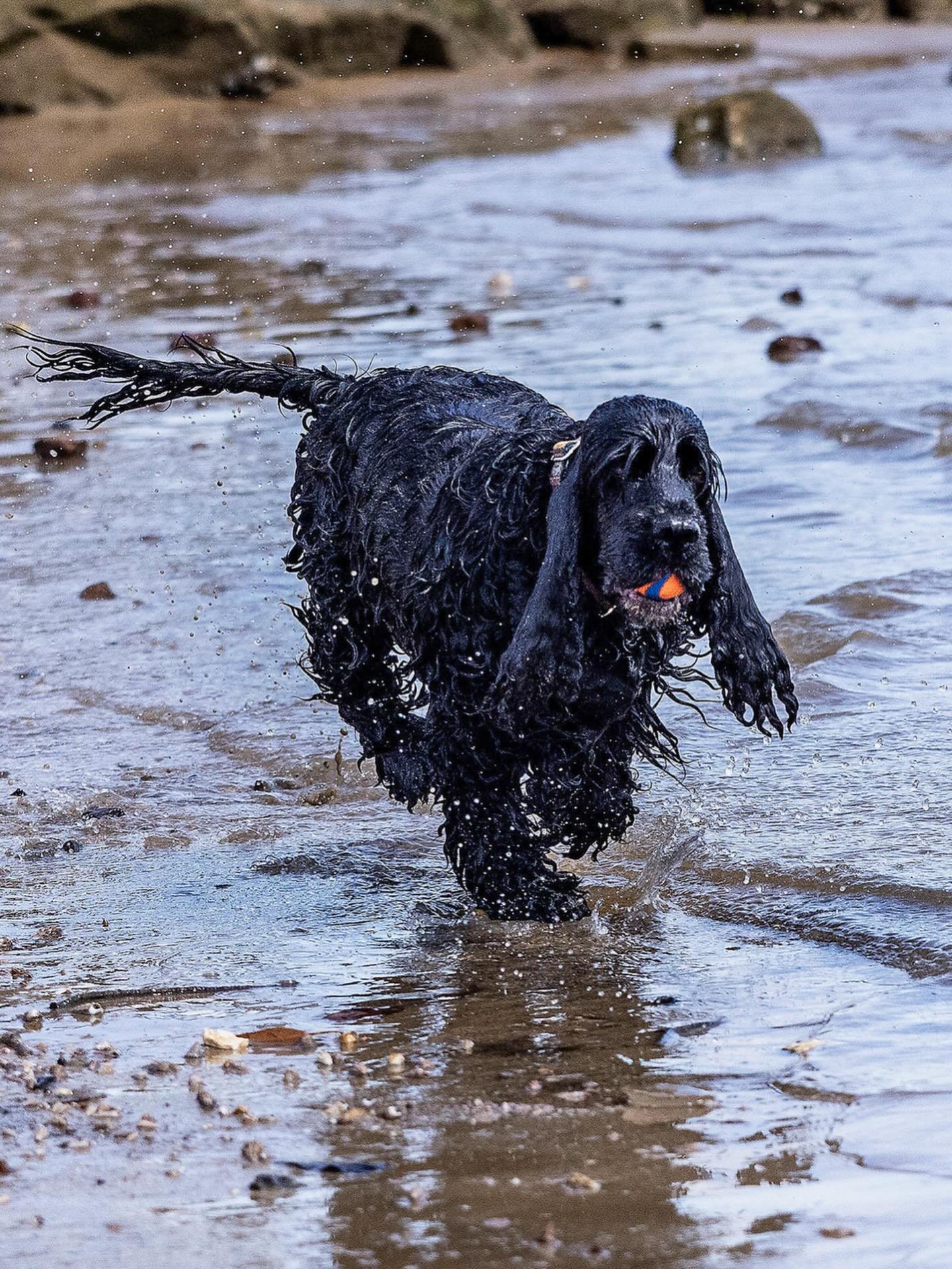 Lots of happy cheerful PAWSOME Smiles and splashes of cocker spaniels at last meet up for a year.