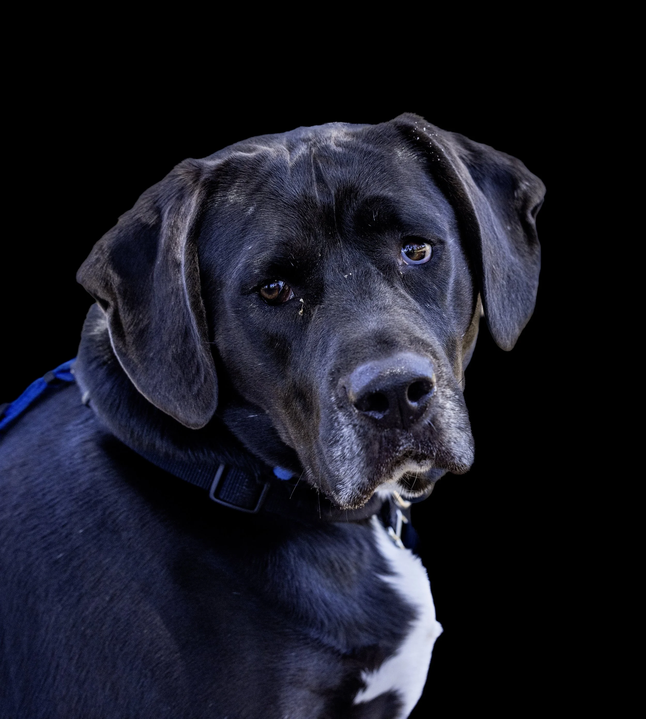 In-home pet photography session capturing a dog in a Sydney home