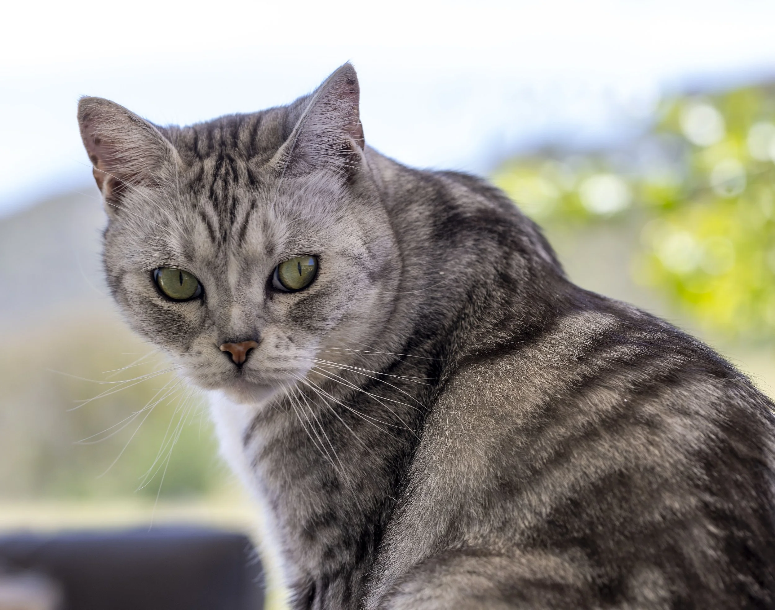 Relaxed cat portrait photographed in natural light in a calm home setting
