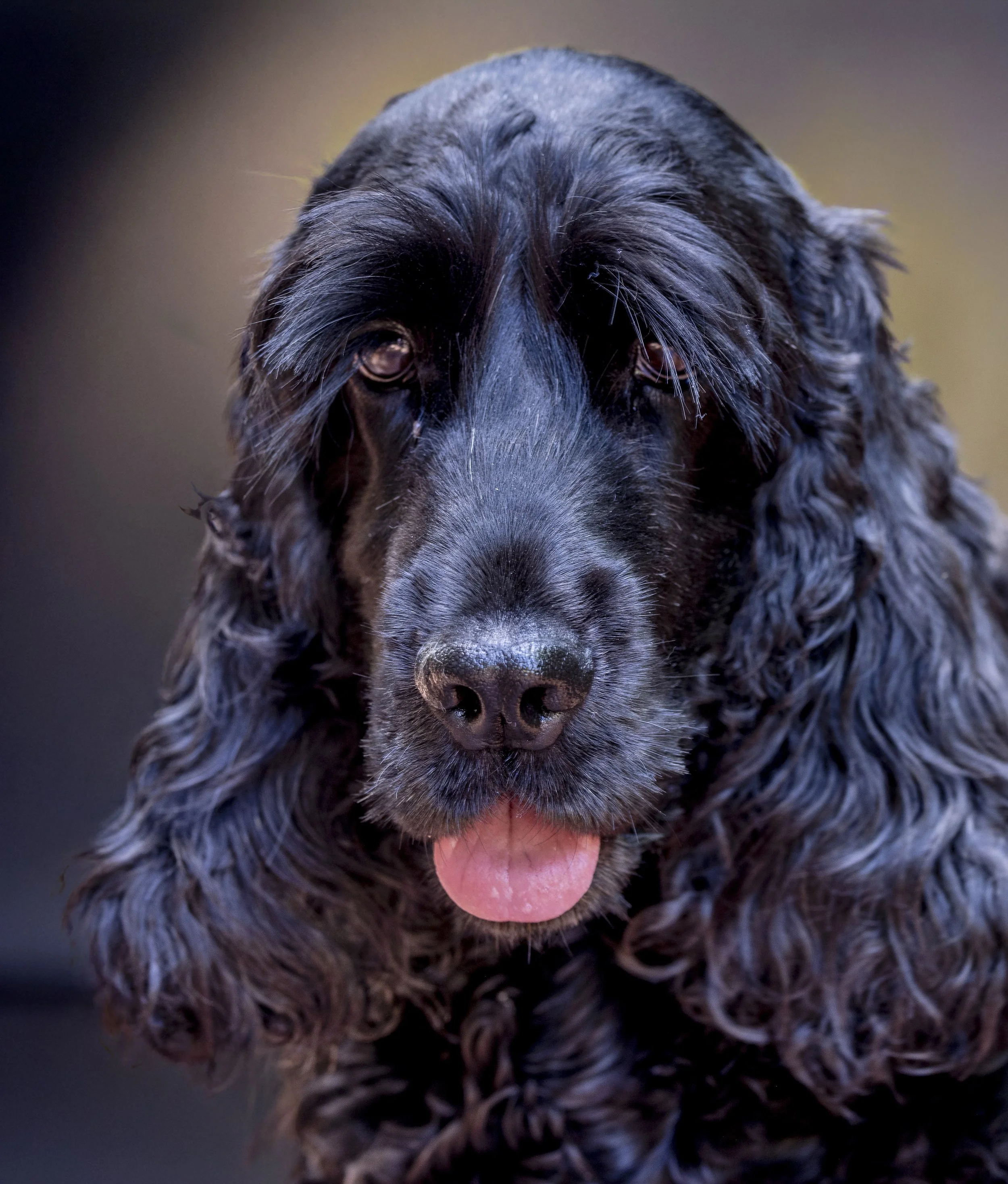 Close-up of a black Cocker Spaniel named Luna with her pink tongue out, enjoying the sun outdoors