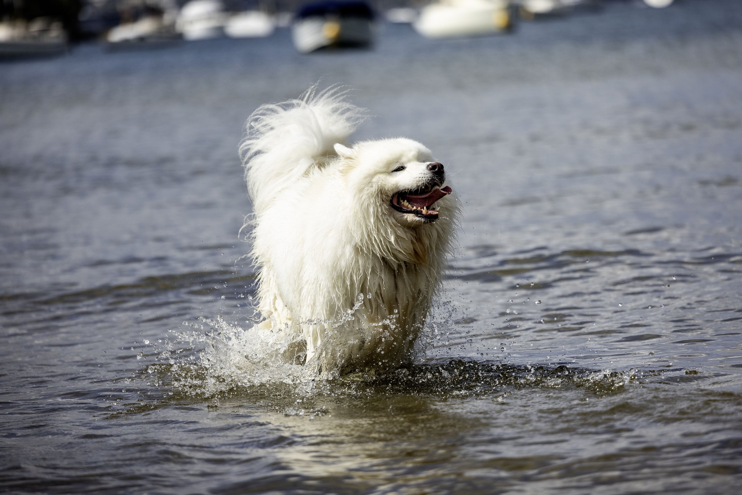 Natural dog portrait captured during an outdoor pet photography session