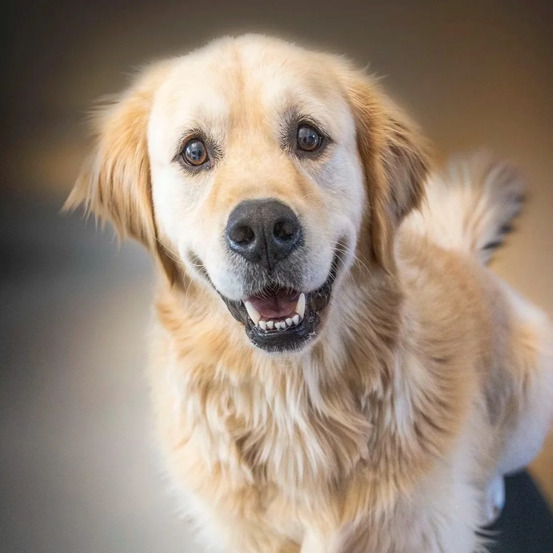 Short pet photography session designed for playful dogs and curious cats